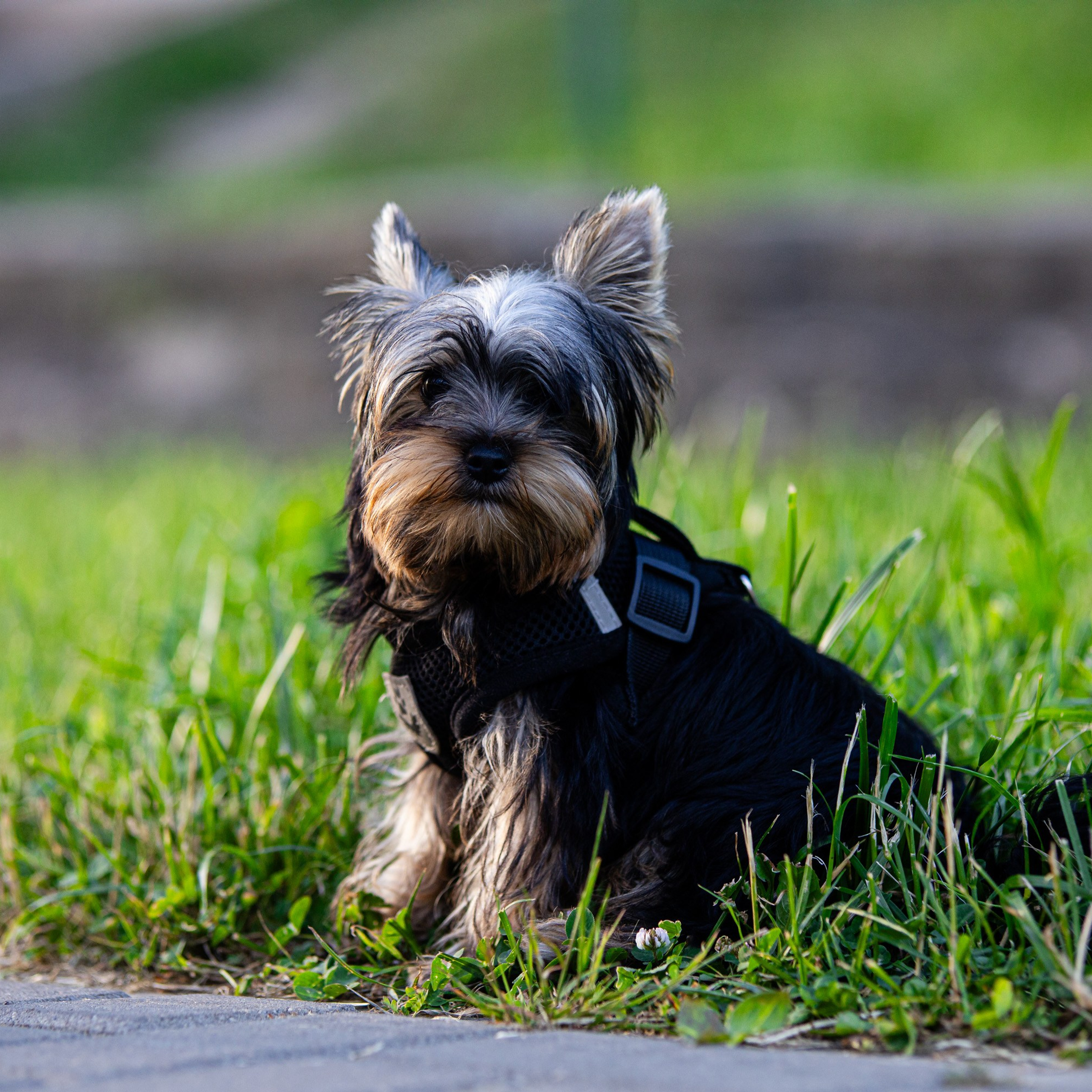 Отзывы. Спортивный фотограф Вадим Добедченков