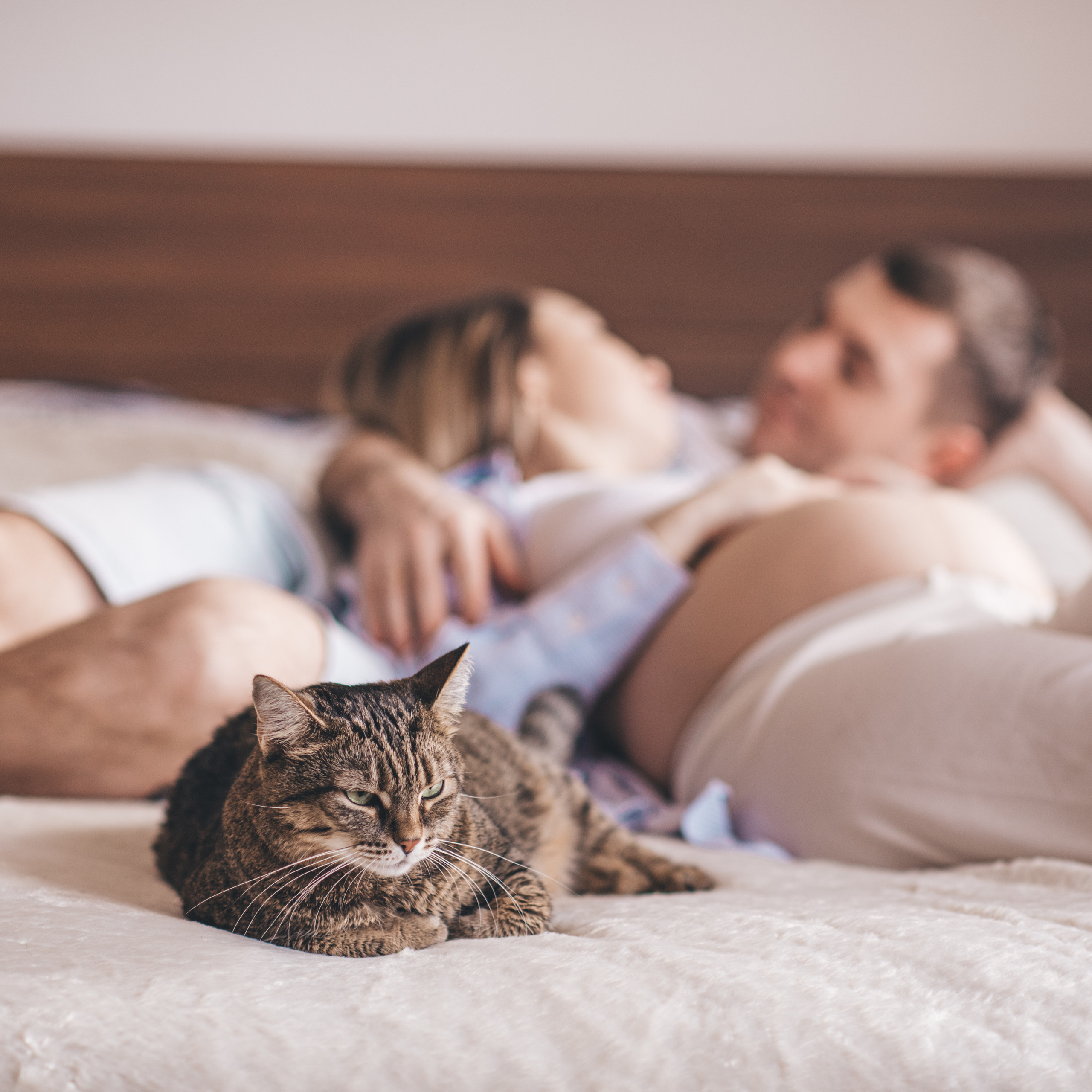 Про кота. Домашний Life Stule