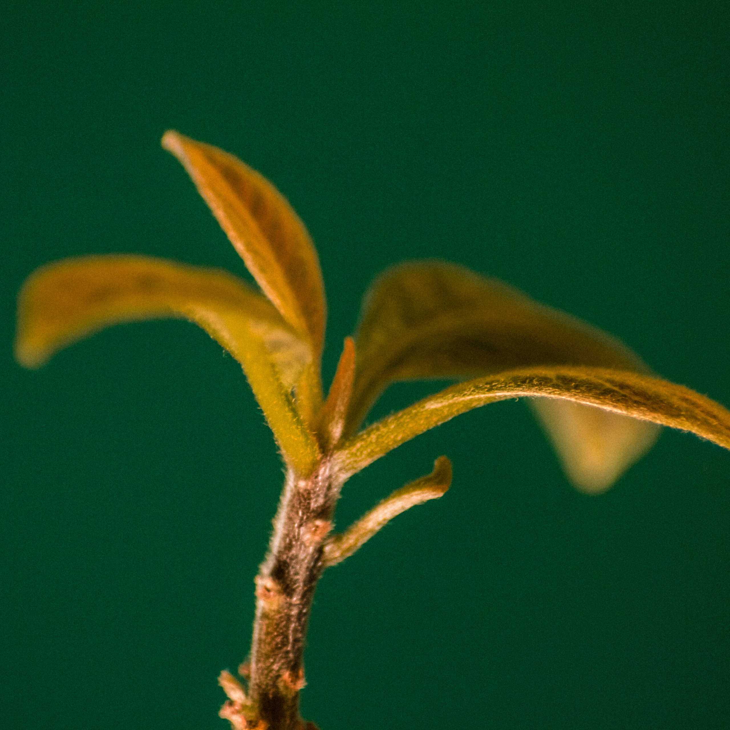 Reviews. Da nang Photographer Sergey Zelēnkin