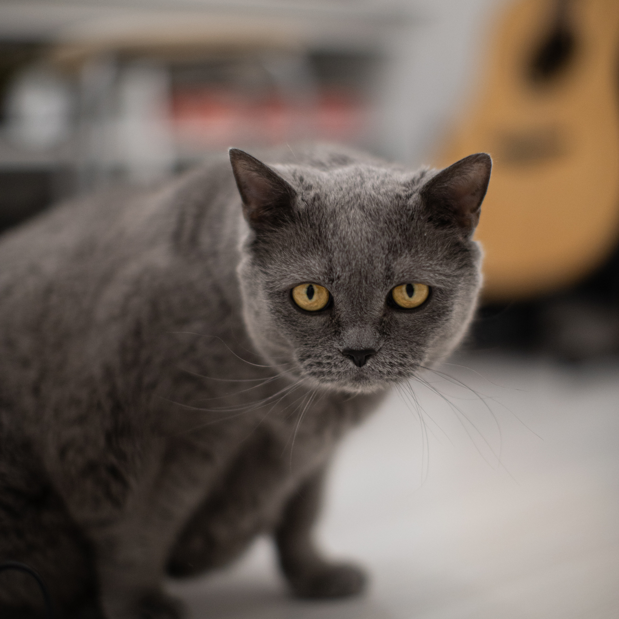 Отзывы. Фотограф женственности в Санкт-Петербурге Дарья Тоток