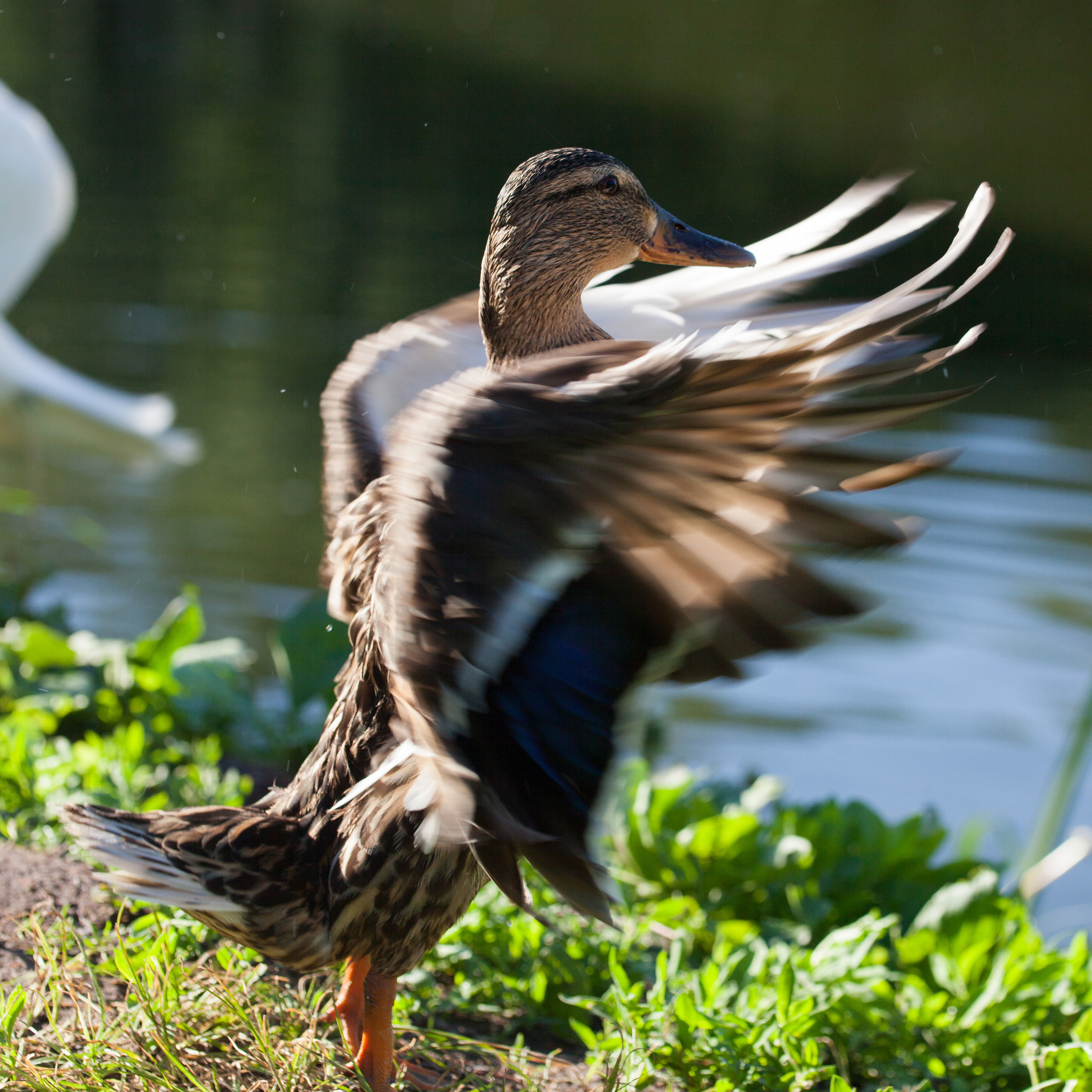 Животные / насекомые