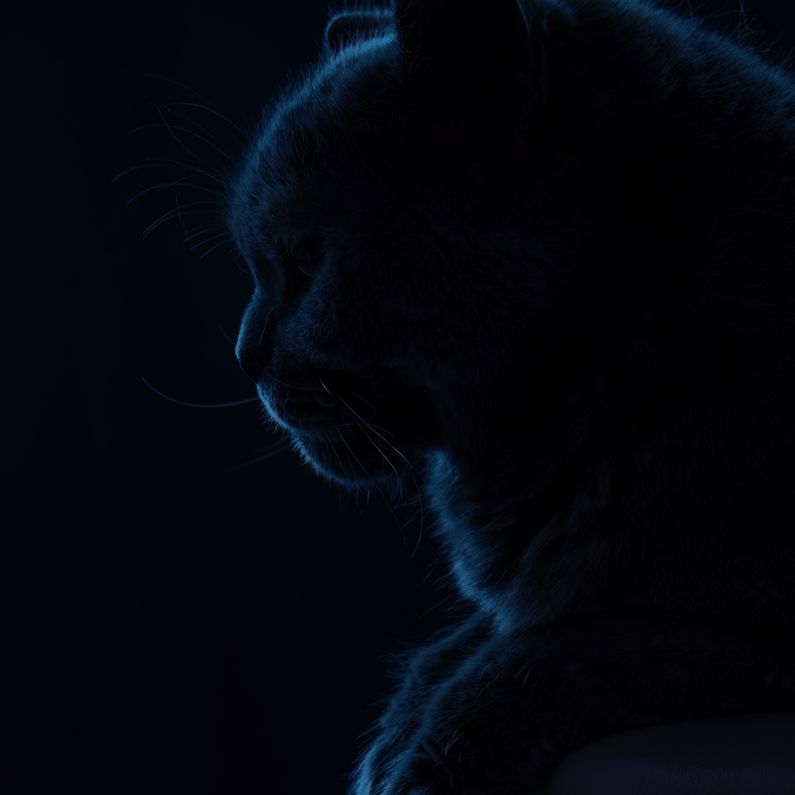 Фотосессия кошек