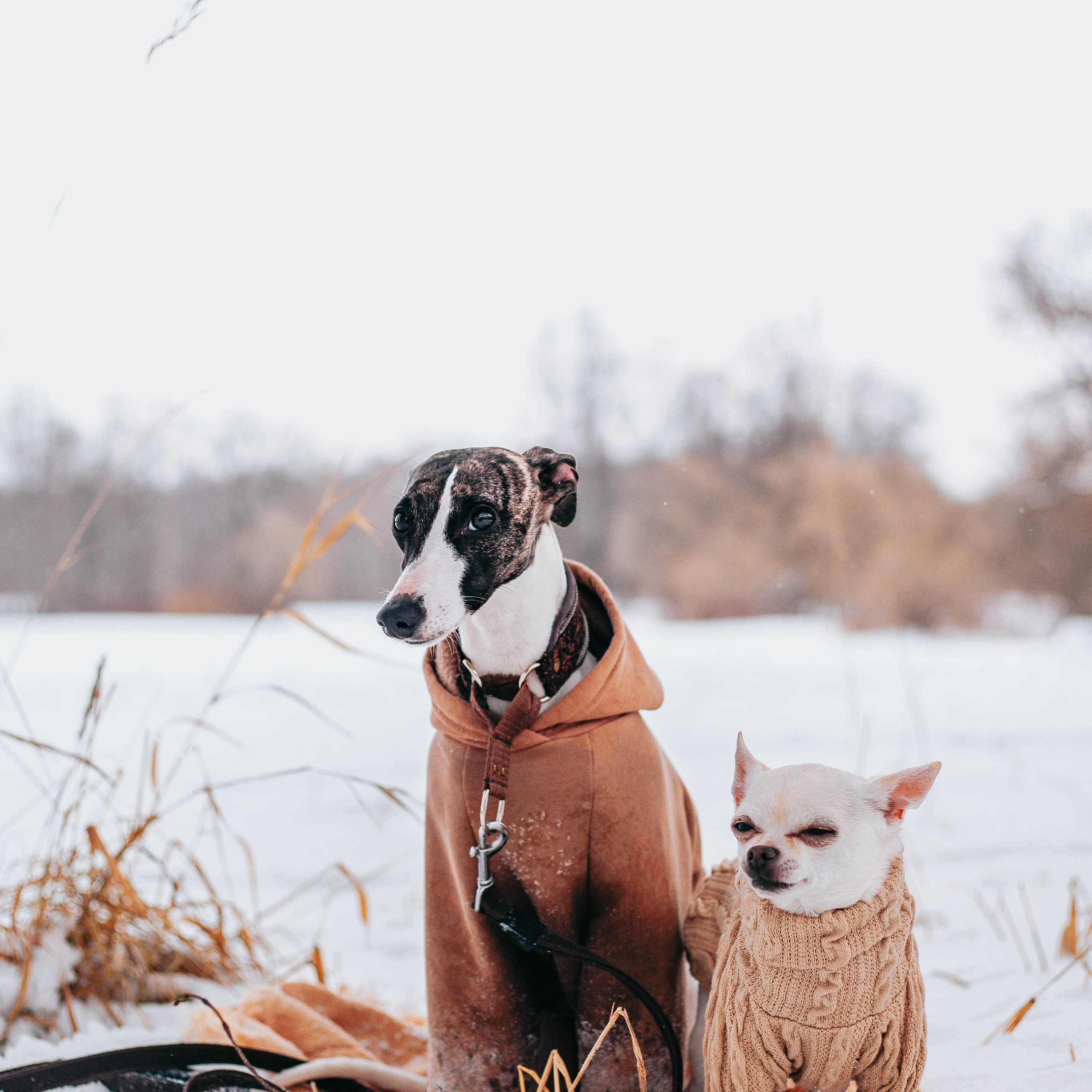 Хельга и Пёс