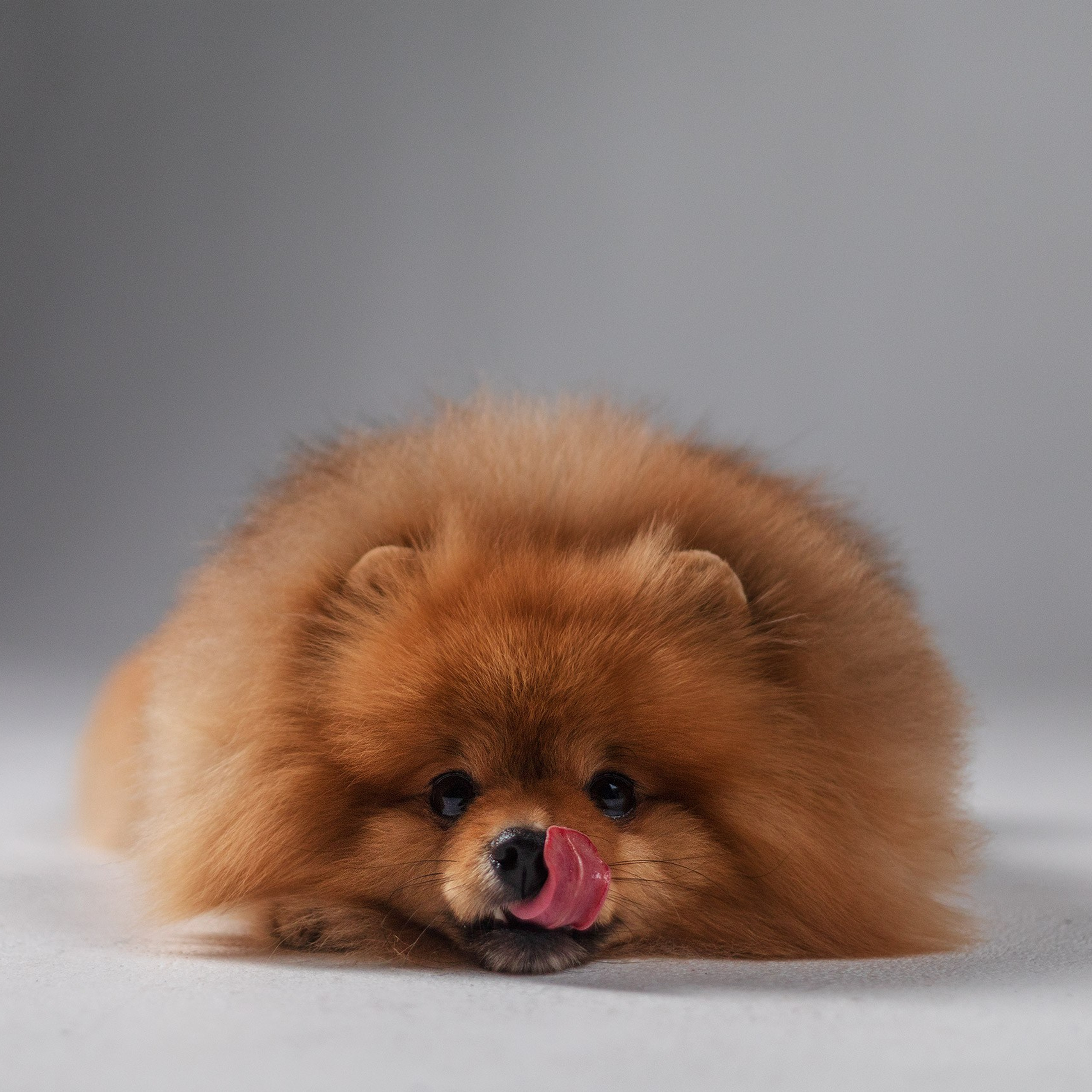 Сафи. Студия