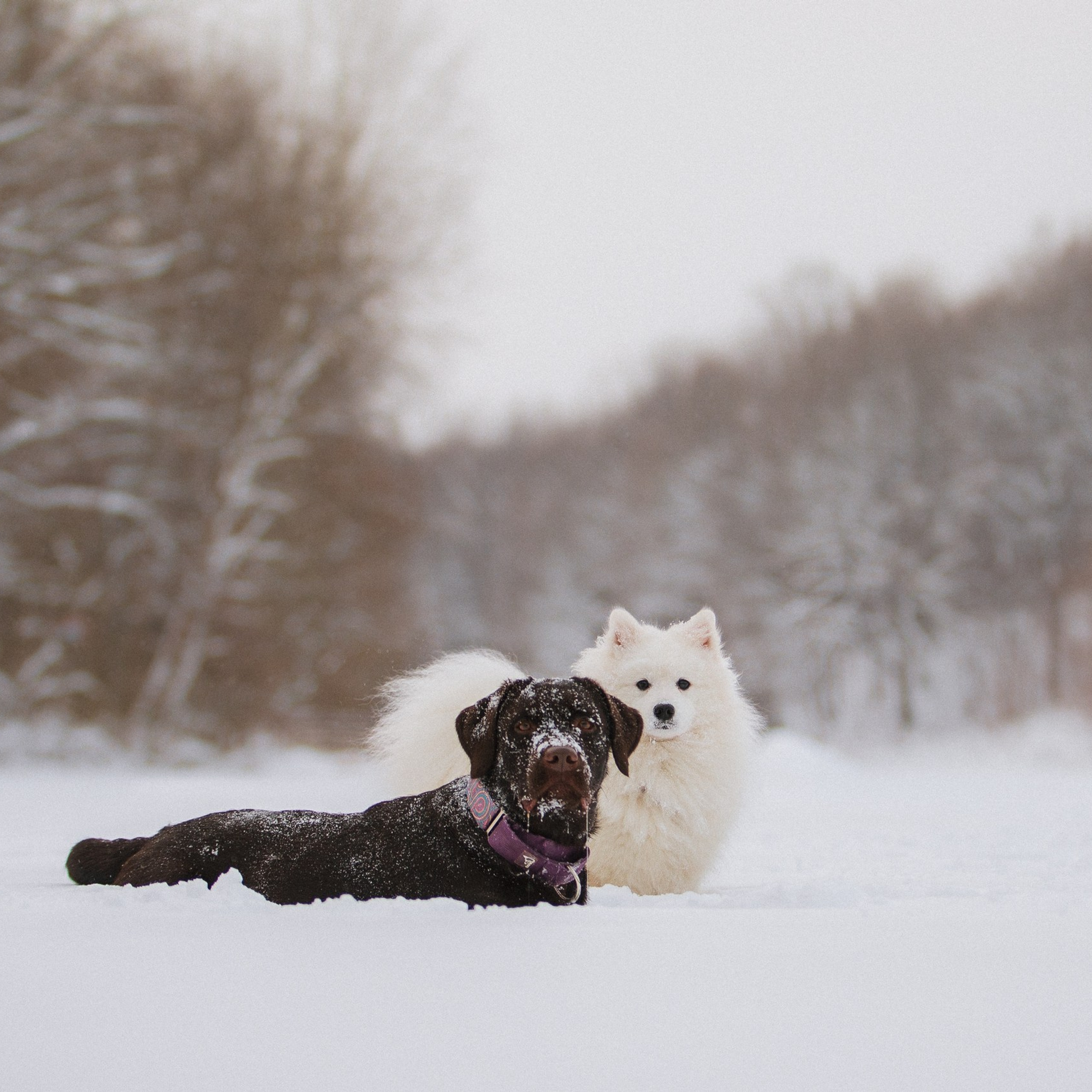 Йоло и&nbsp;Акира