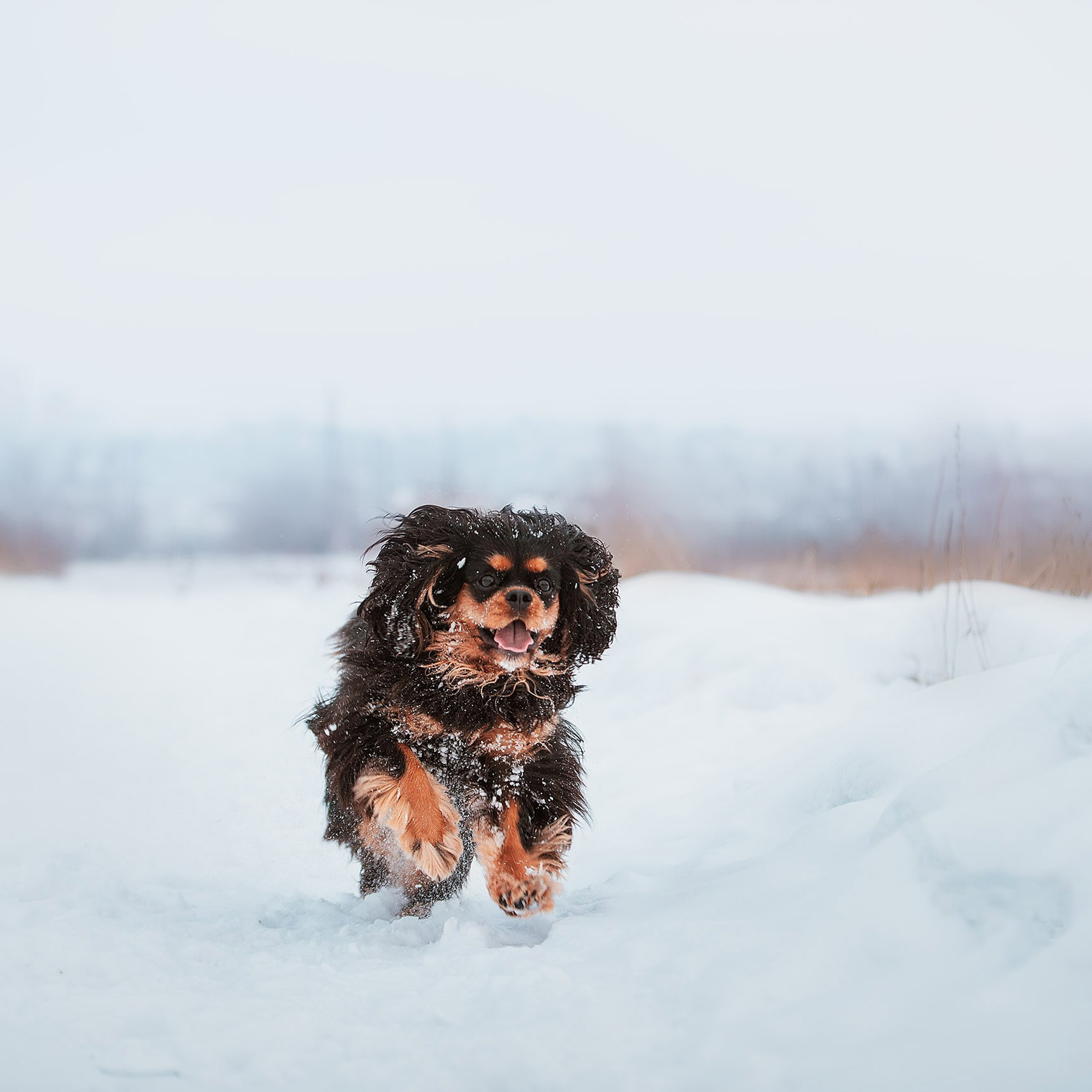 Спаниель Купер
