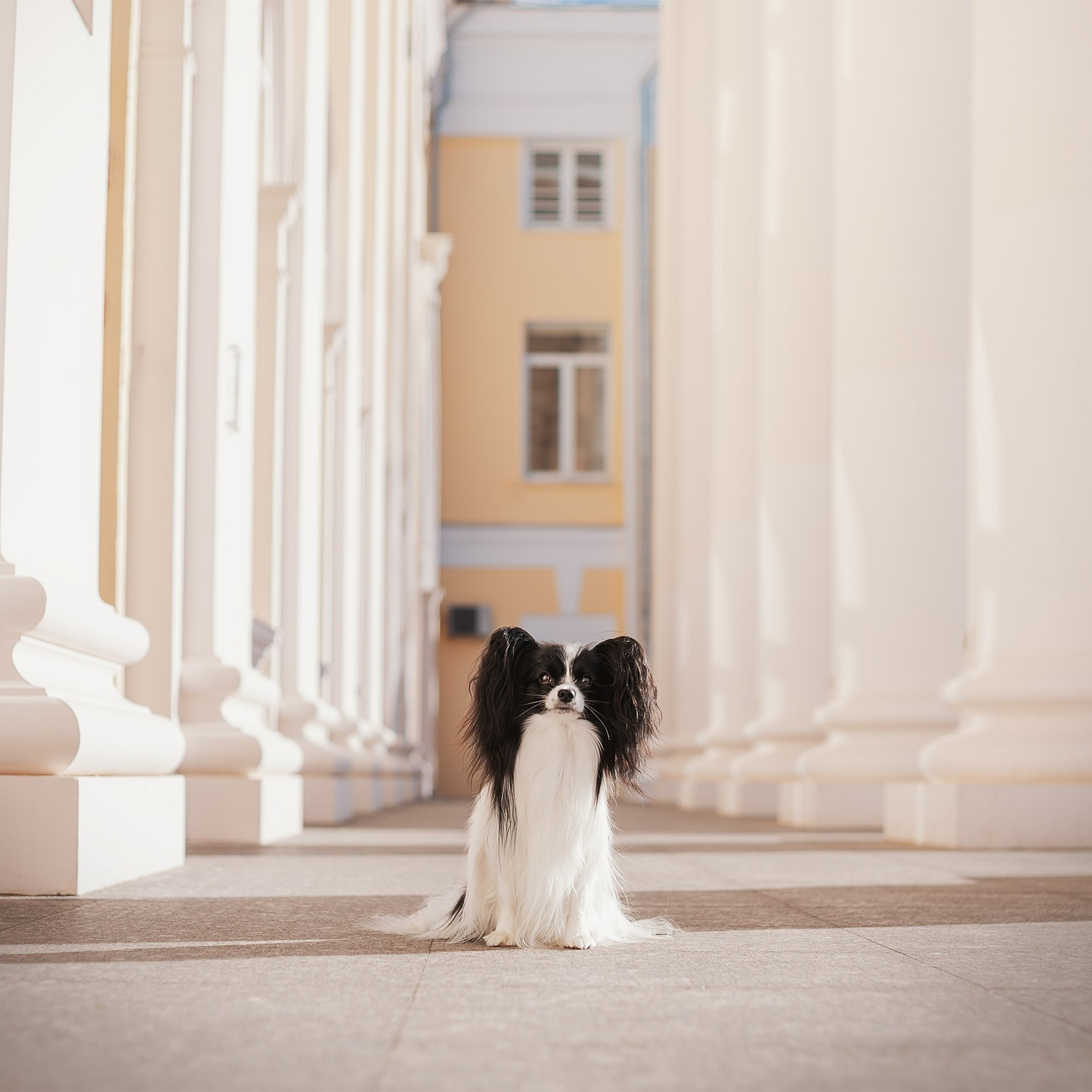 Папийон Тони