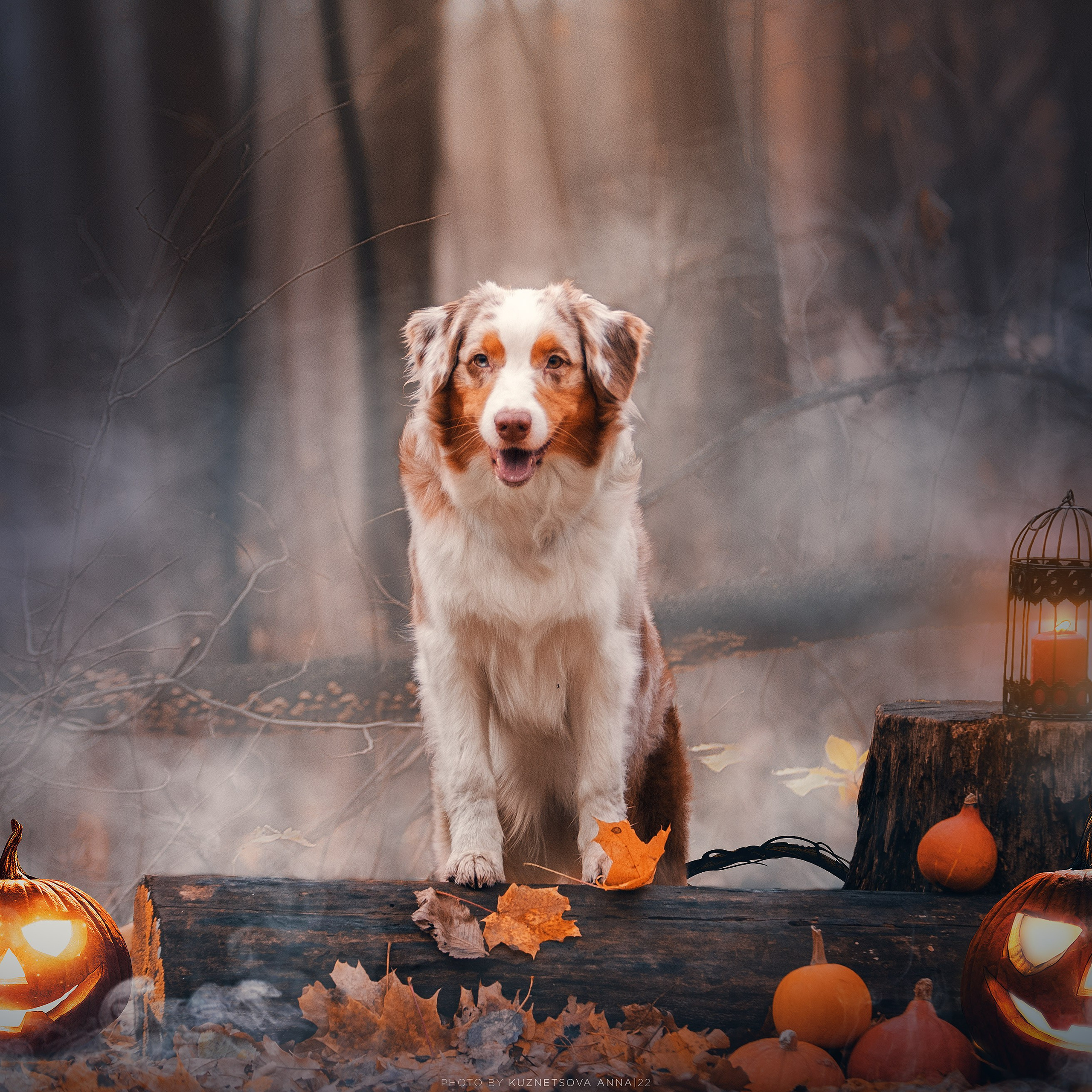 Аусси Галя. Halloween