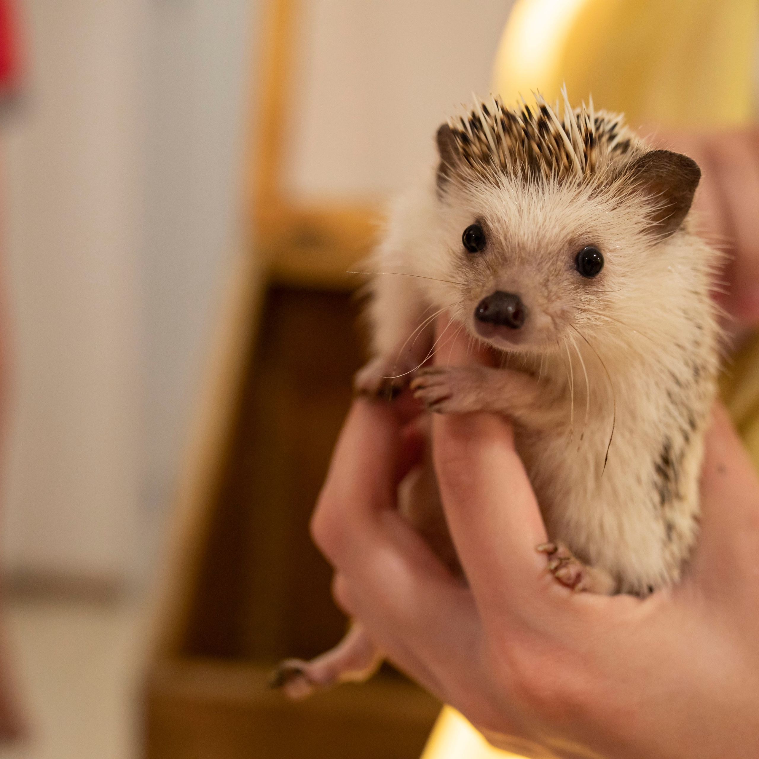ТЁПЛАЯ ГОДОВЩИНА. Фотограф в Воронеже Ксения Князева