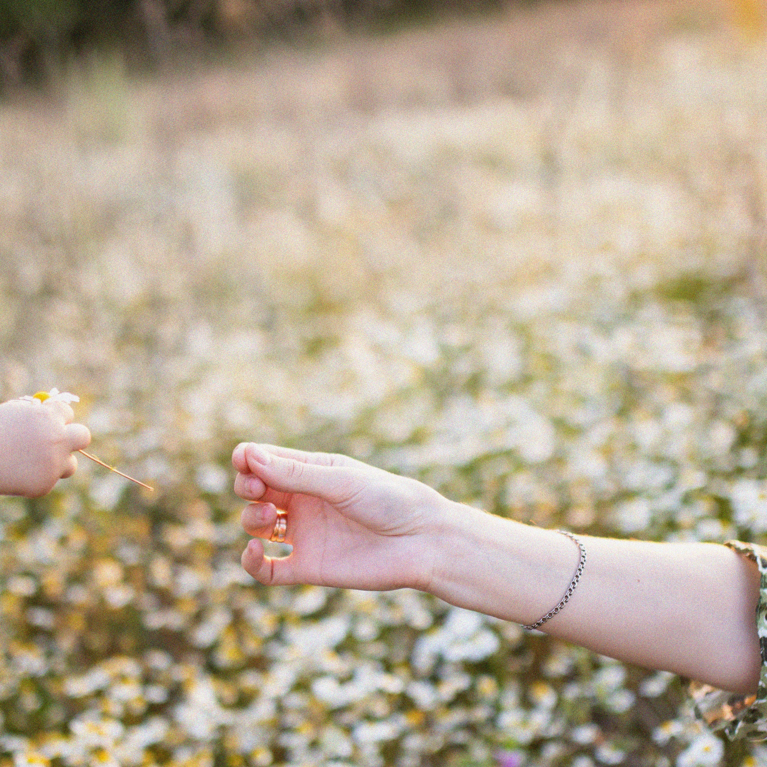 ВЕЧЕР В РОМАШКАХ. Фотограф в Воронеже Ксения Князева