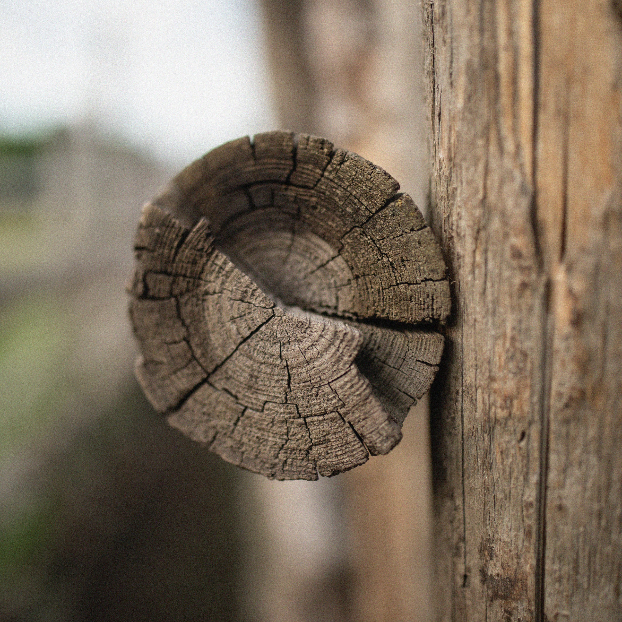 НАЗИРА. Фотограф в Воронеже Ксения Князева