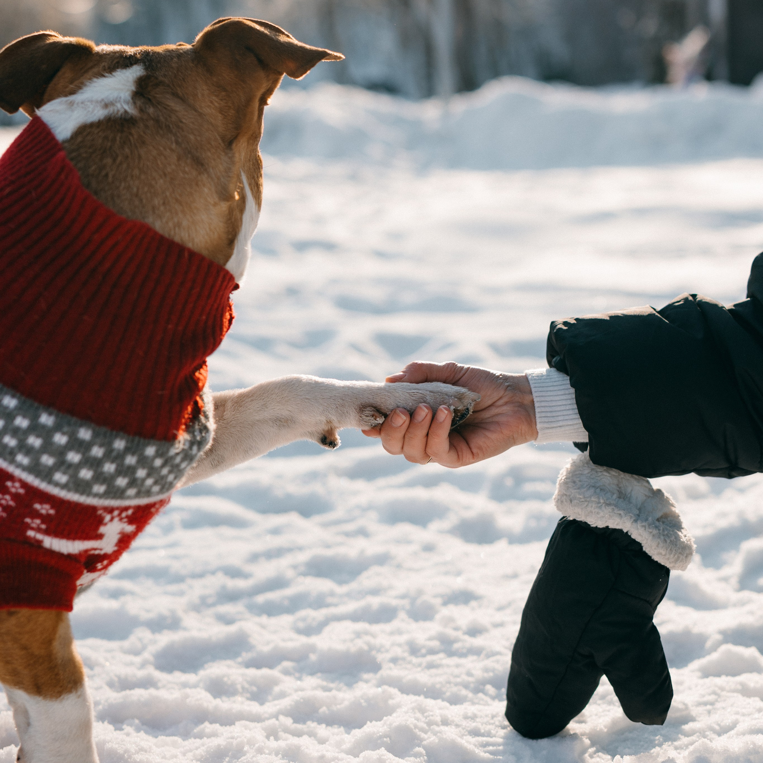 САМЫЙ ВЕРНЫЙ ДРУГ. Фотограф в Воронеже Ксения Князева