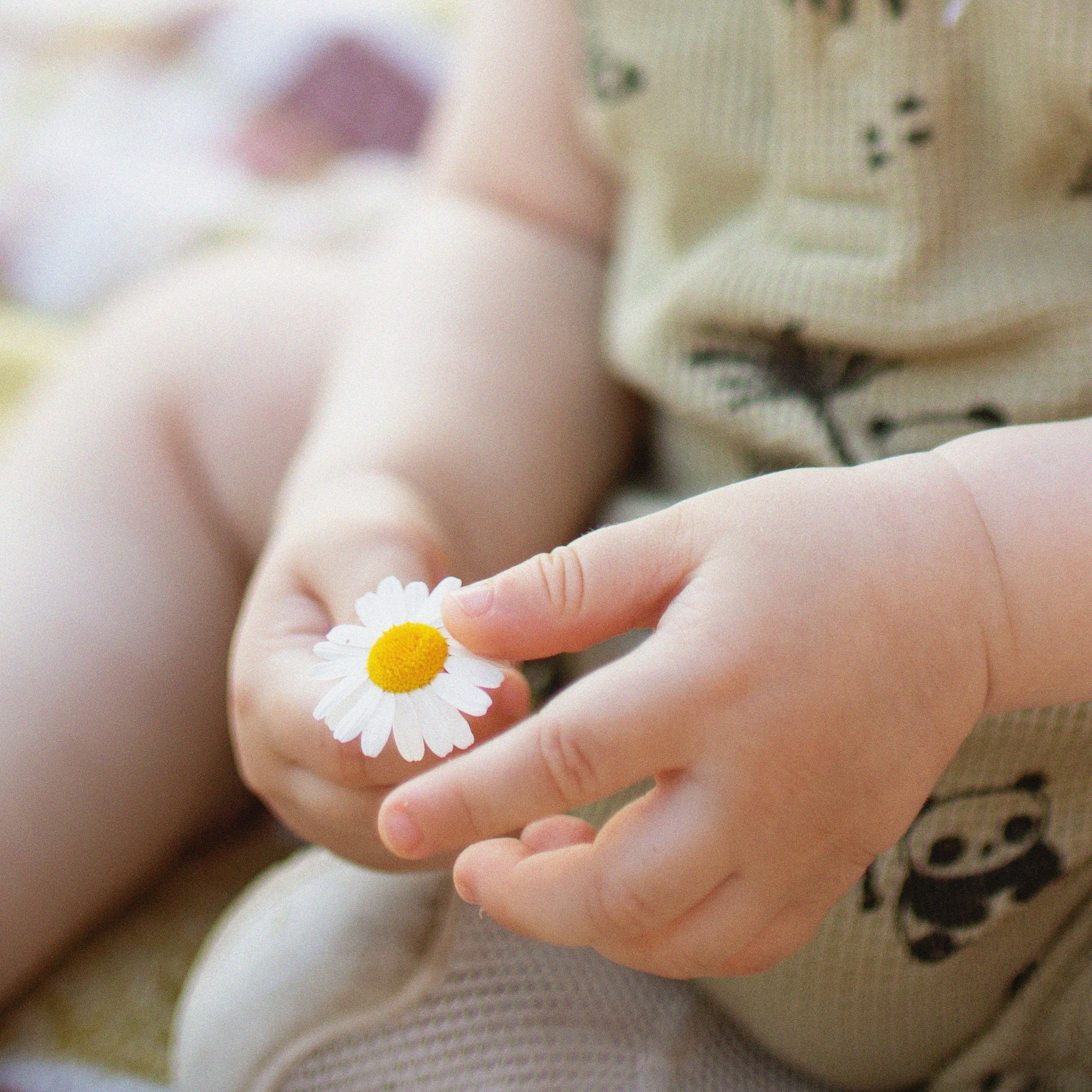 ВЕЧЕР В РОМАШКАХ. Фотограф в Воронеже Ксения Князева