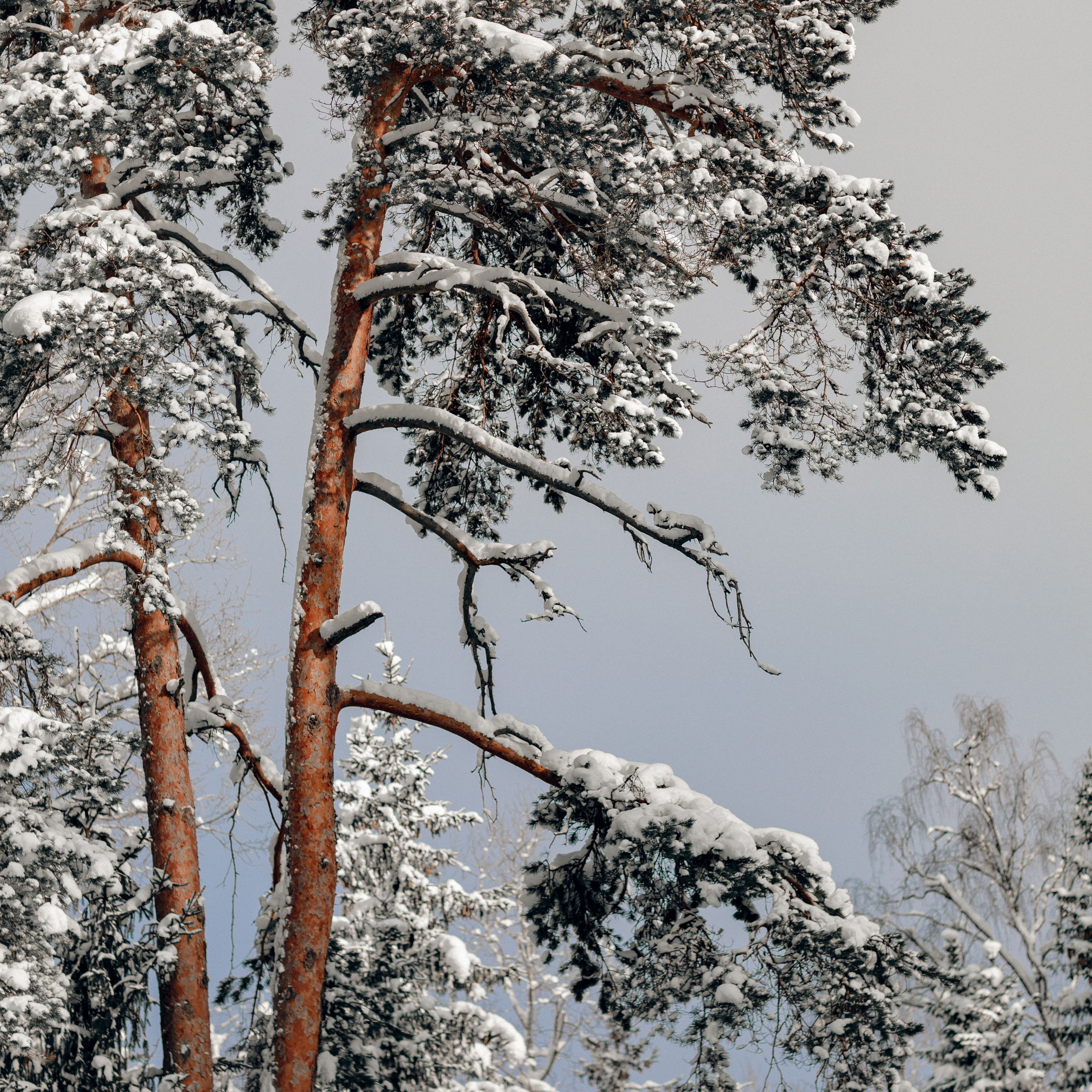 L. @dariazphoto свадебный фотограф