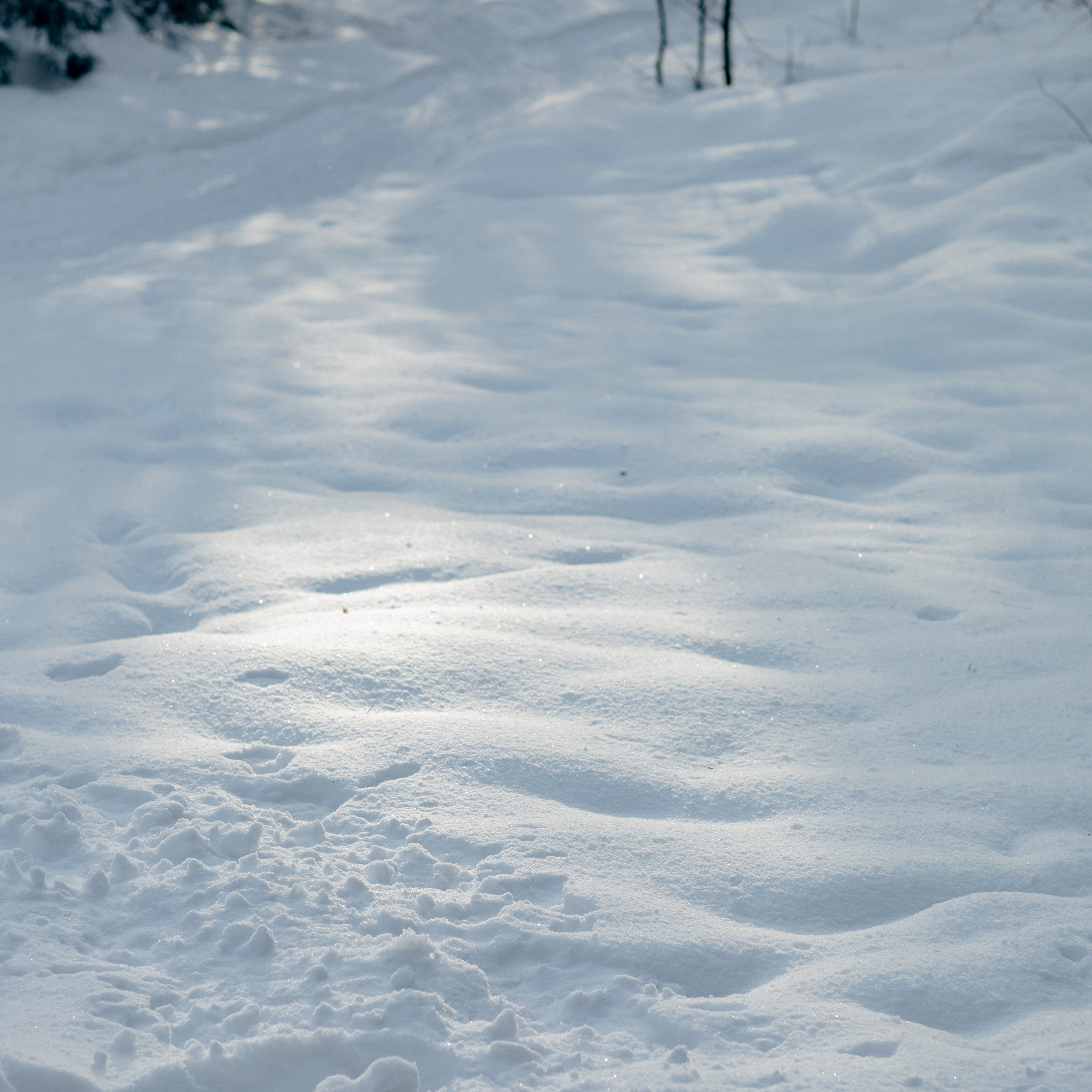 L. @dariazphoto свадебный фотограф