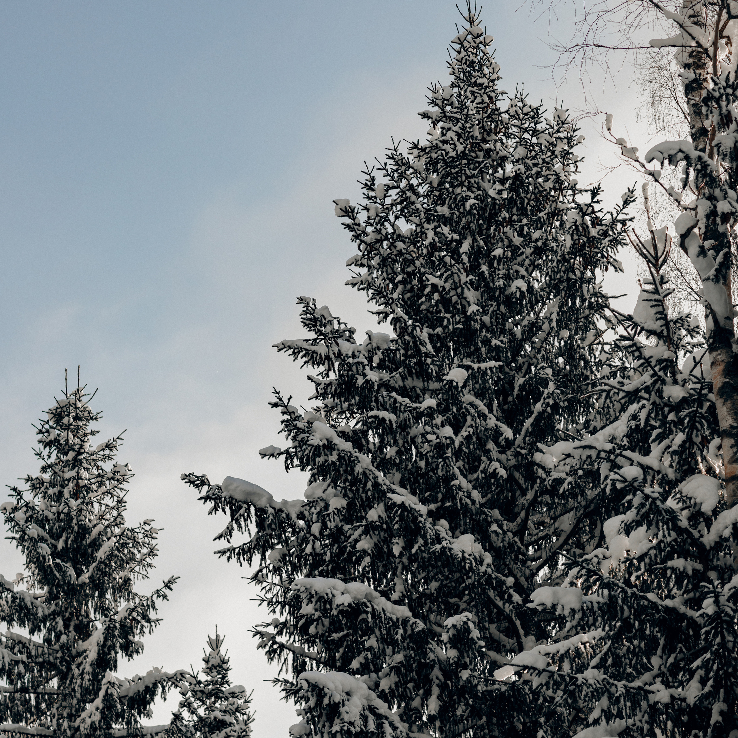 L. @dariazphoto свадебный фотограф