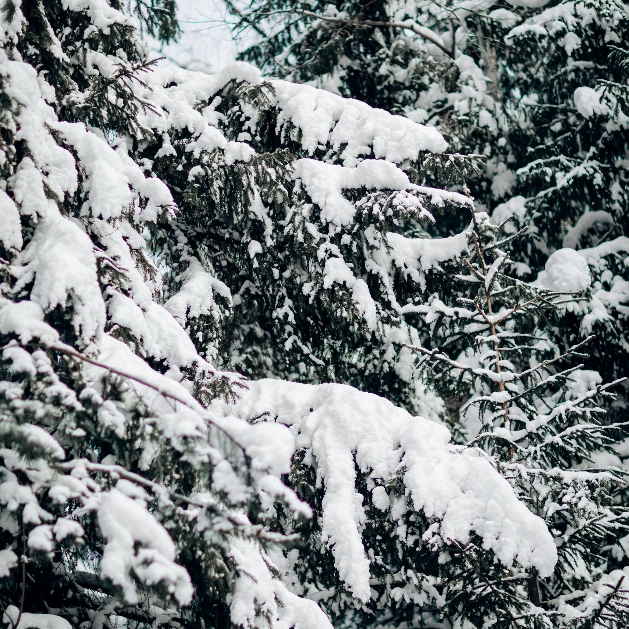 L. @dariazphoto свадебный фотограф