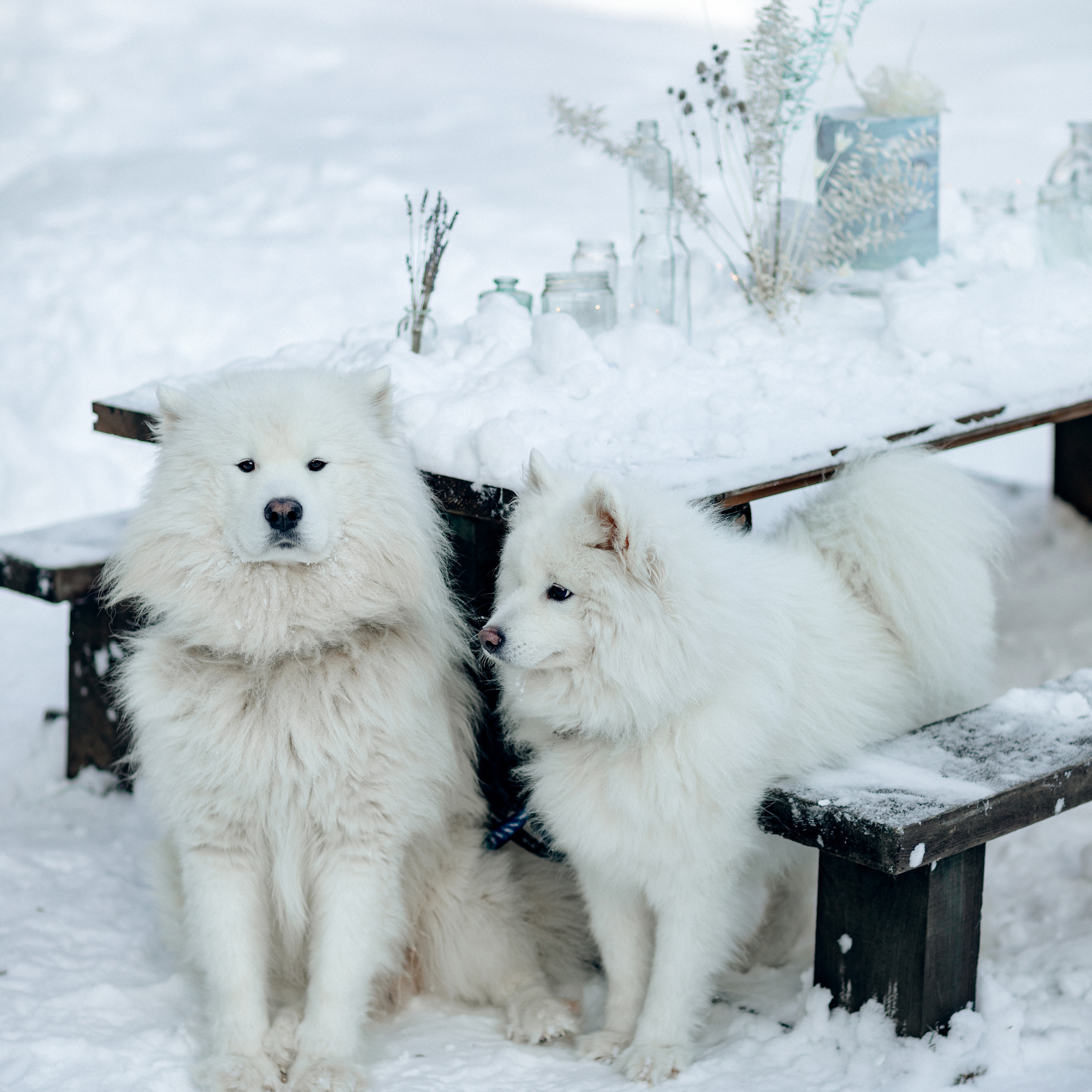 L. @dariazphoto свадебный фотограф