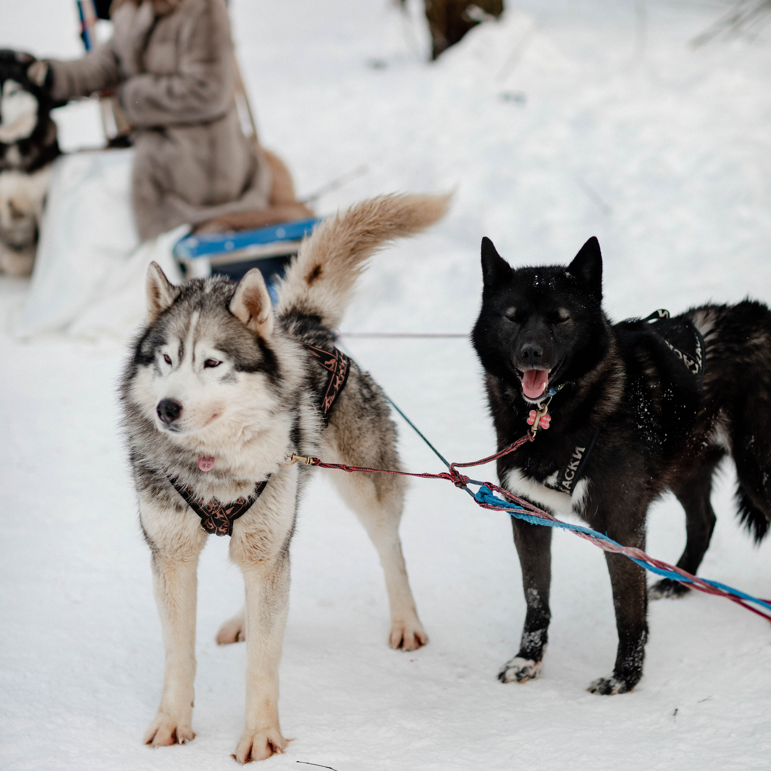 L. @dariazphoto свадебный фотограф