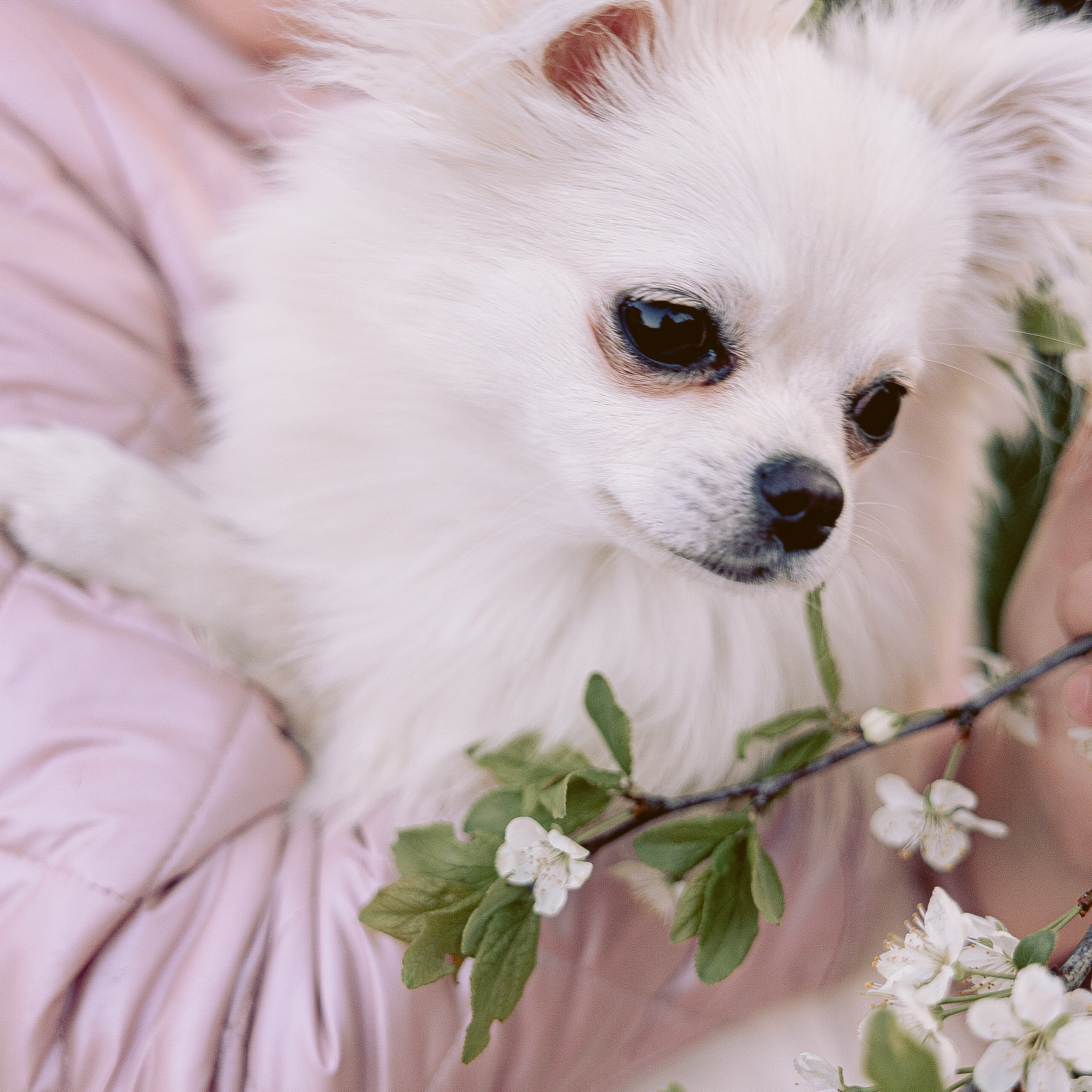 Фотосессия питомцев