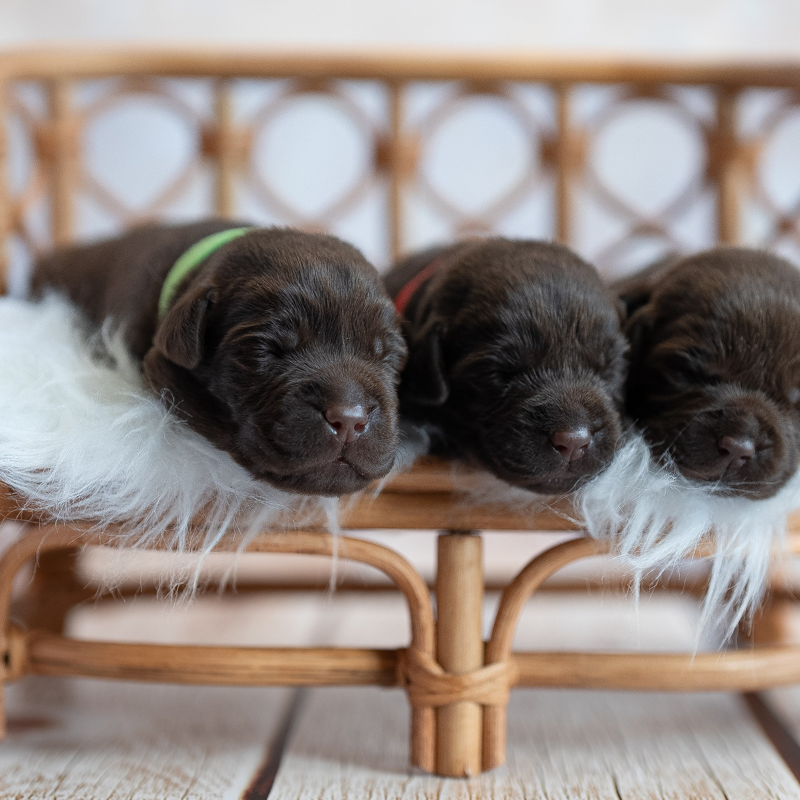 Новорожденные лабрадоры