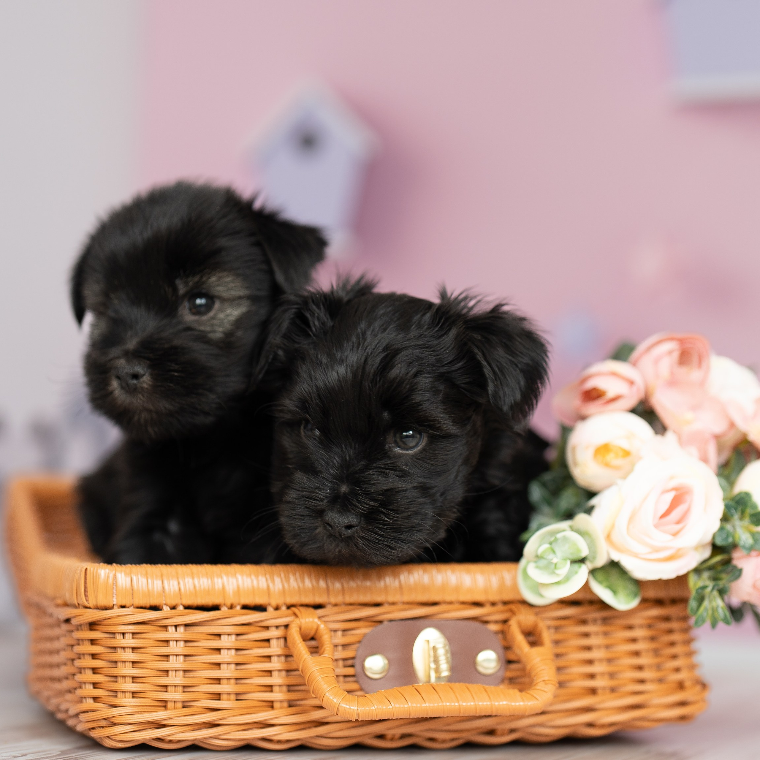 Тибетские терьеры 1мес