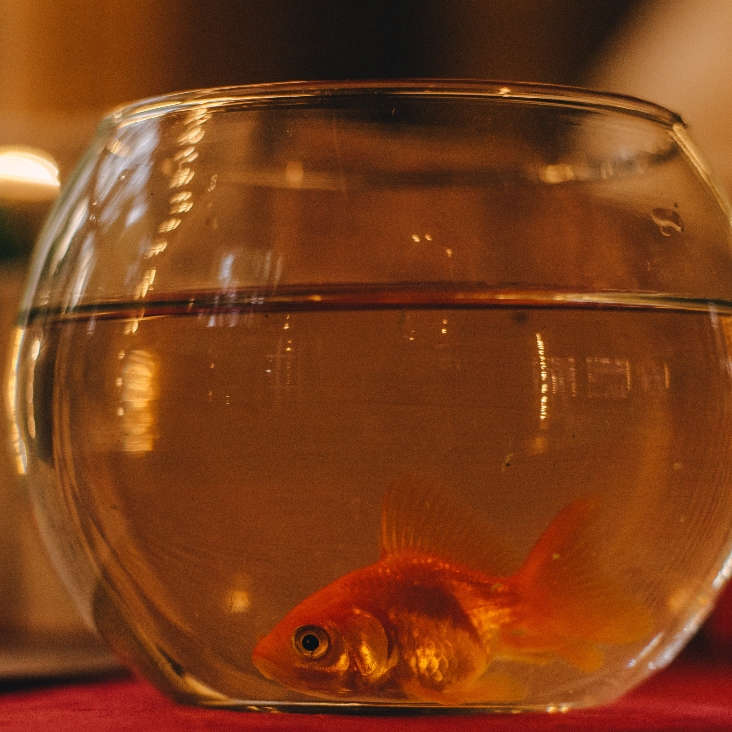 Свадьба Ивана и Алены. Event-агентство «Апельсин» Ижевск