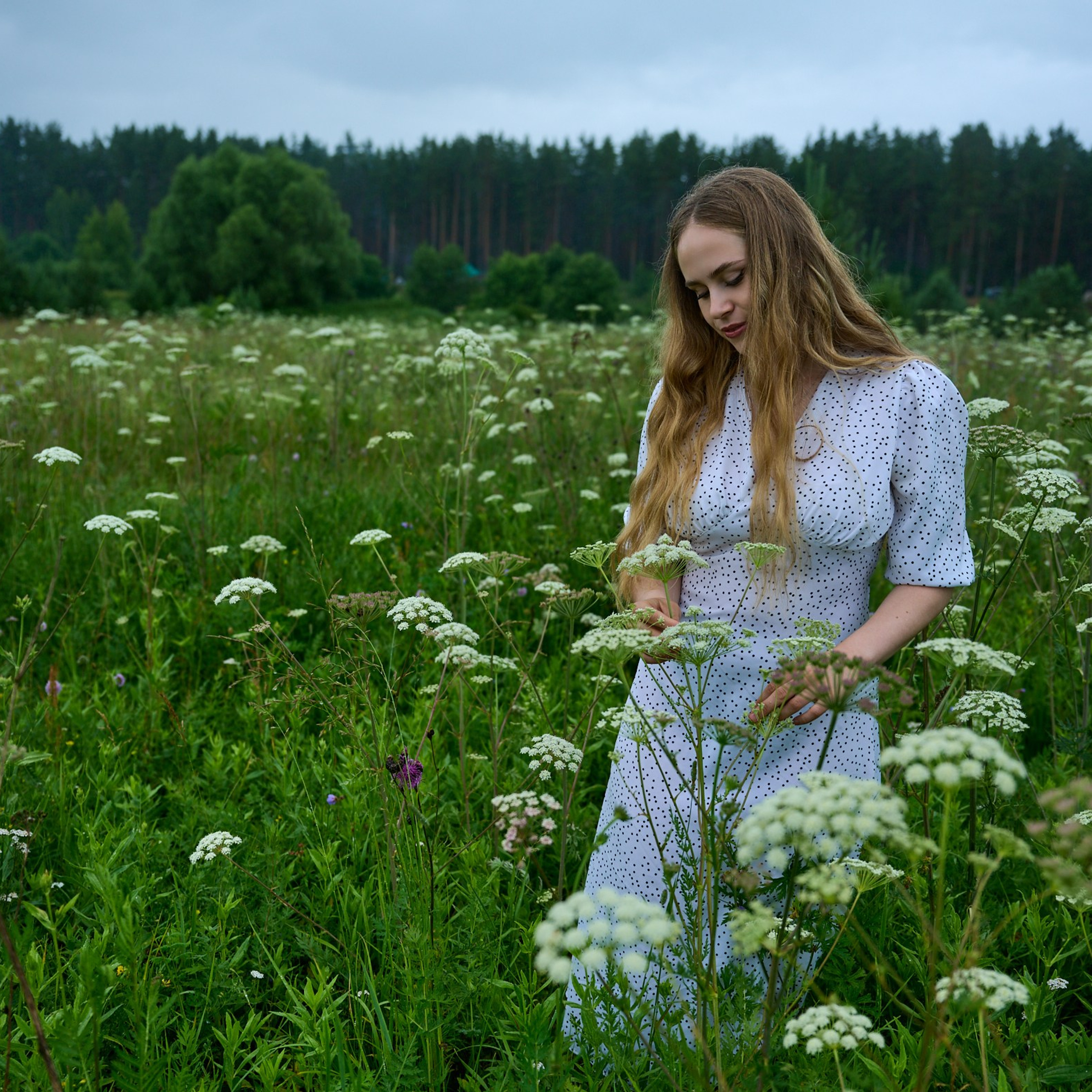 Крупный план, держит соцветие дикой моркови в руке