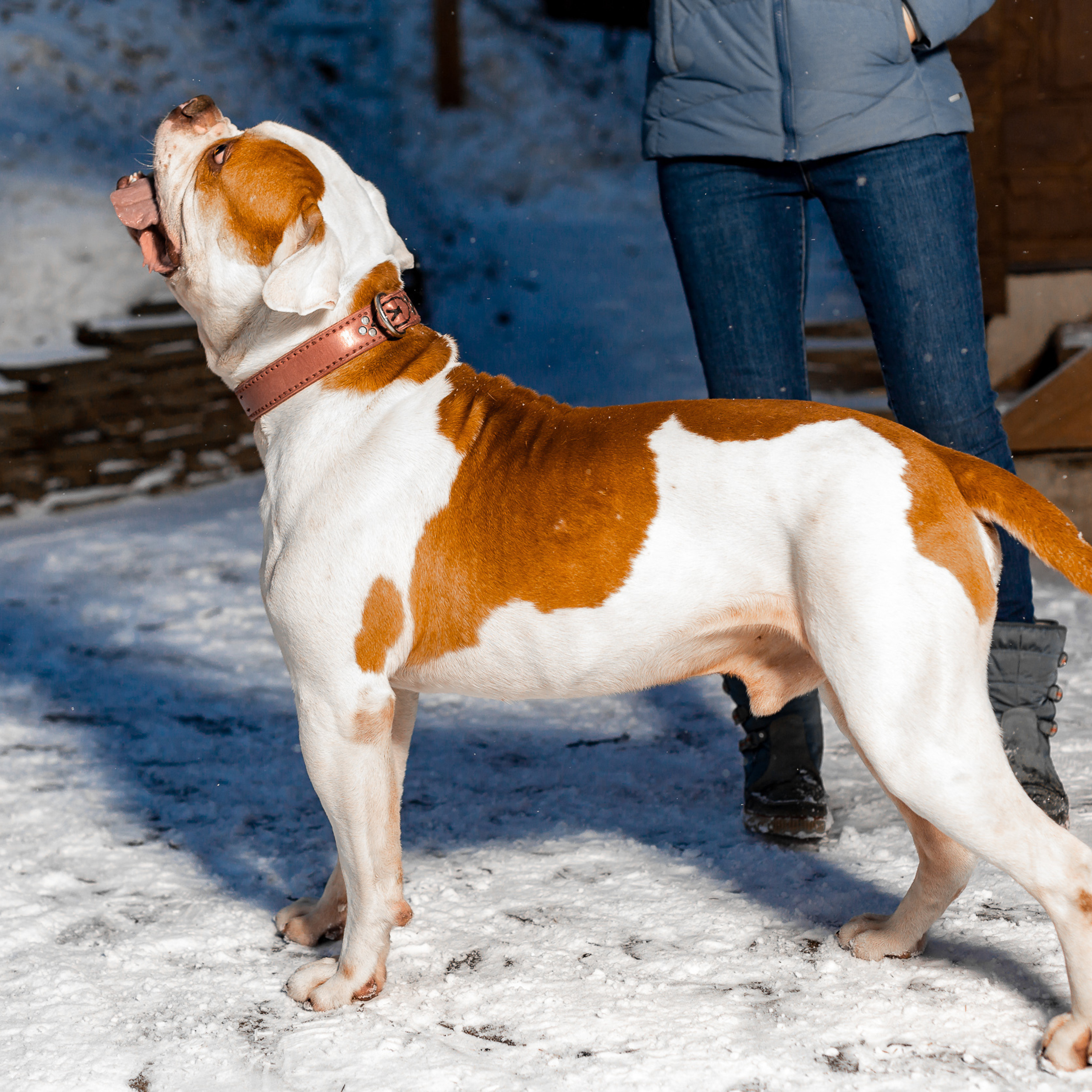 Фотосессия для питомника американских бульдогов