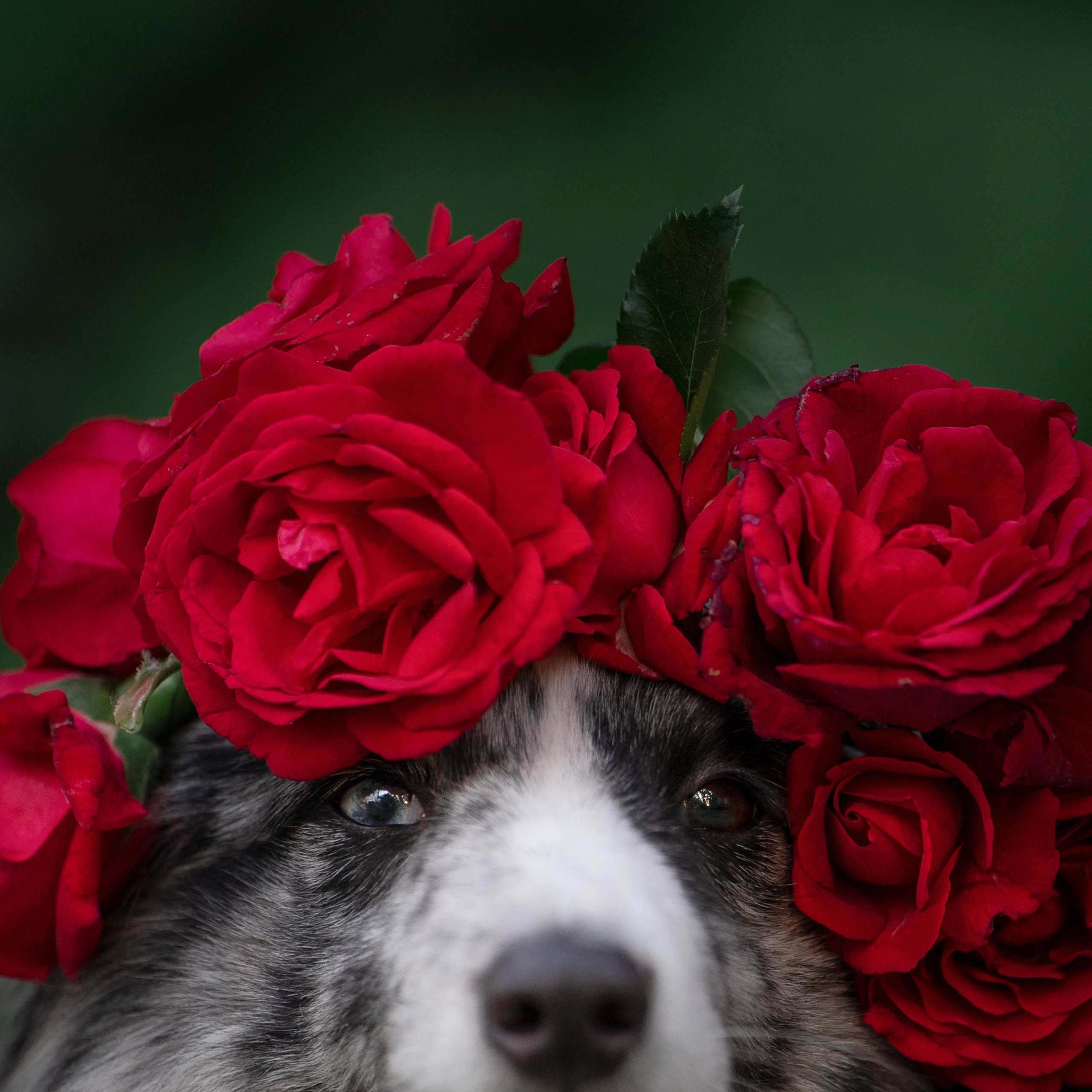 Форрест весна