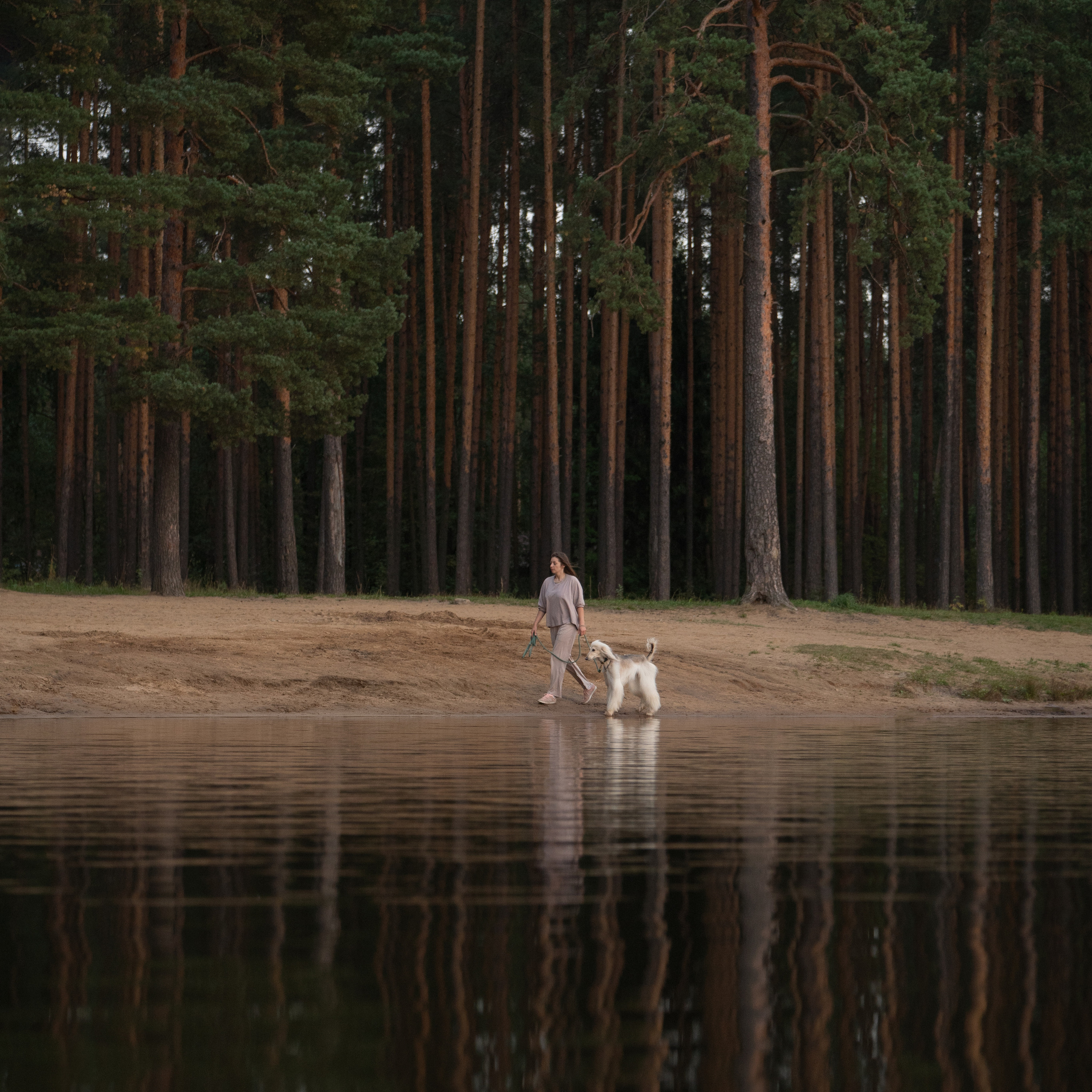 Путь к&nbsp;лесу