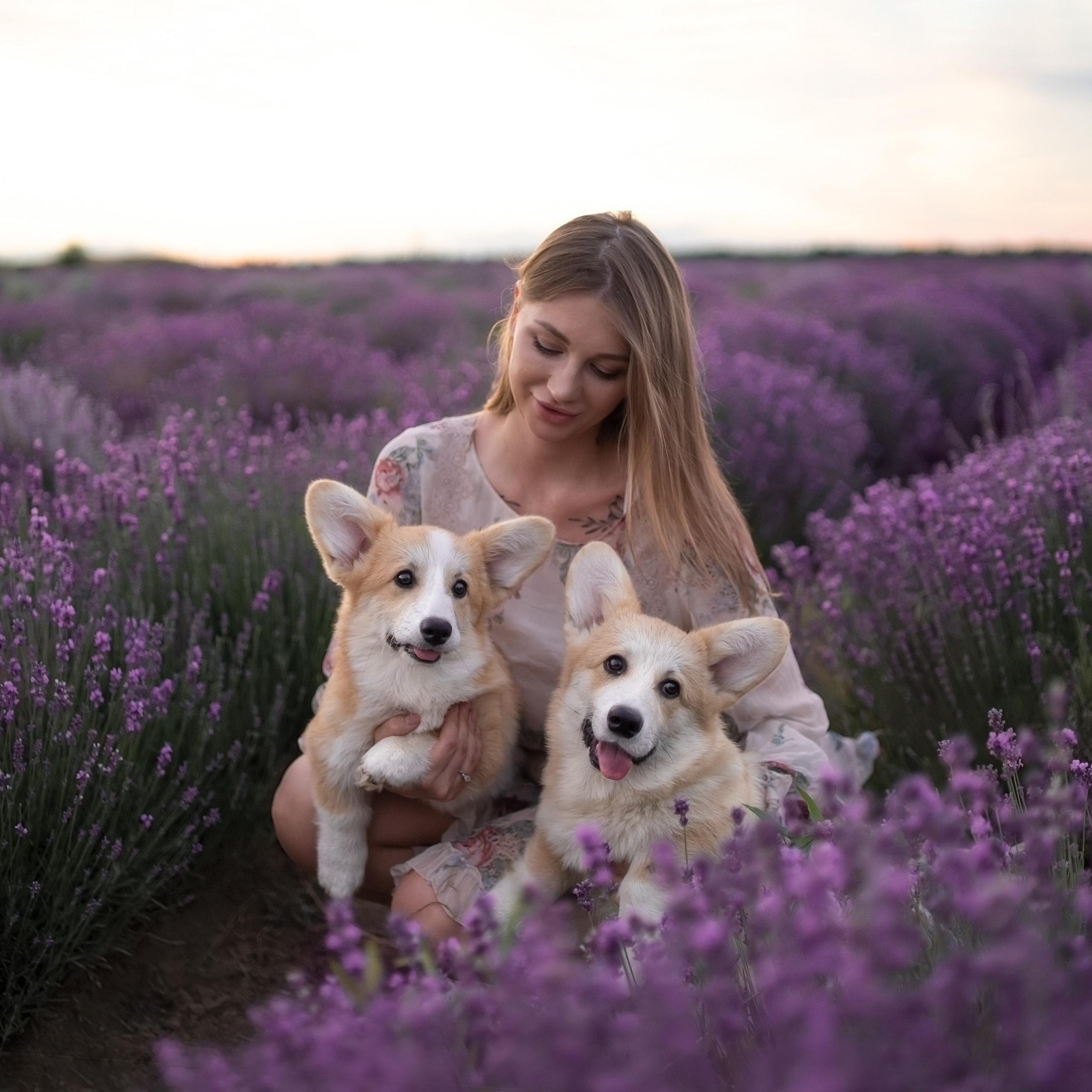 Коржики в&nbsp;лаванде