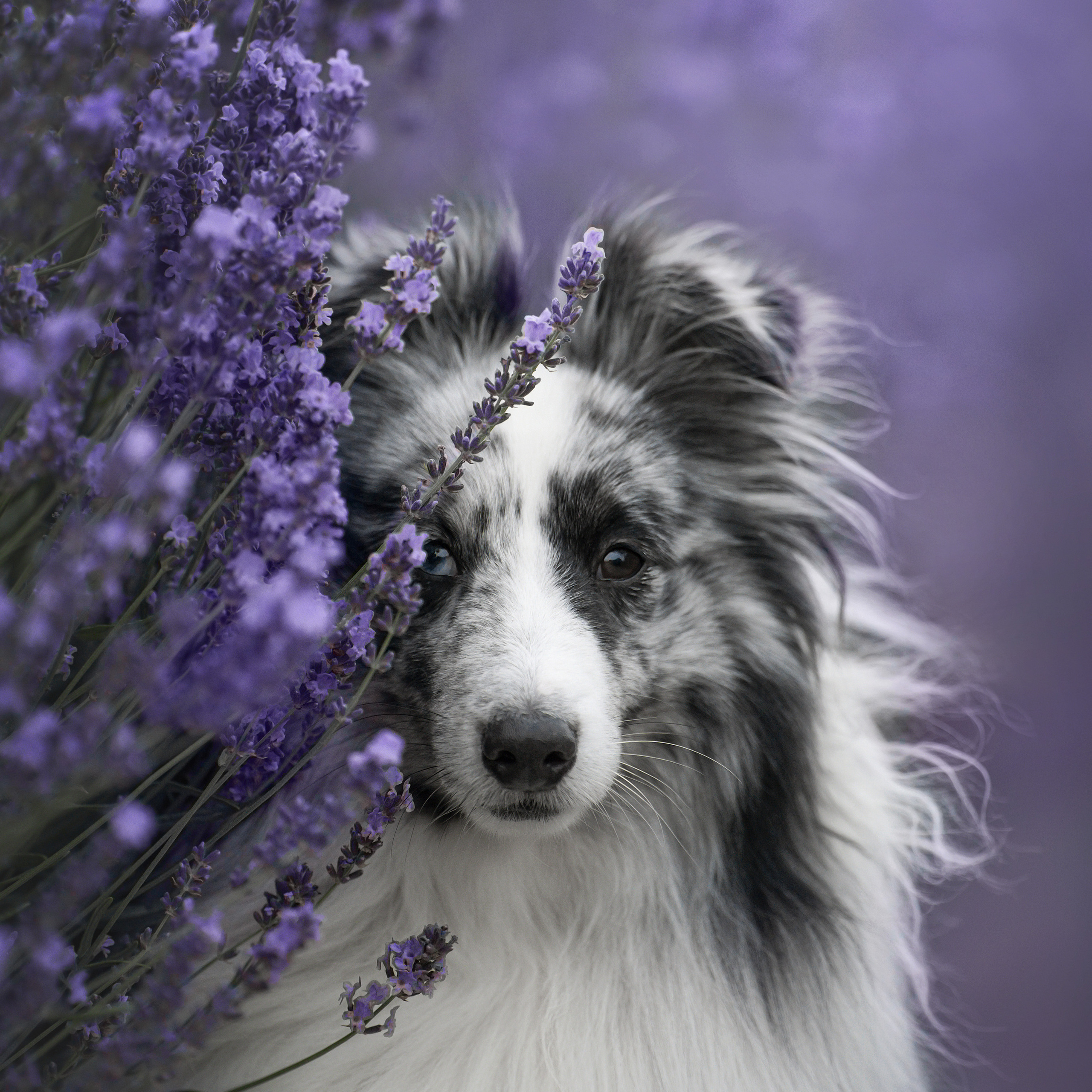 Форрест в&nbsp;лаванде