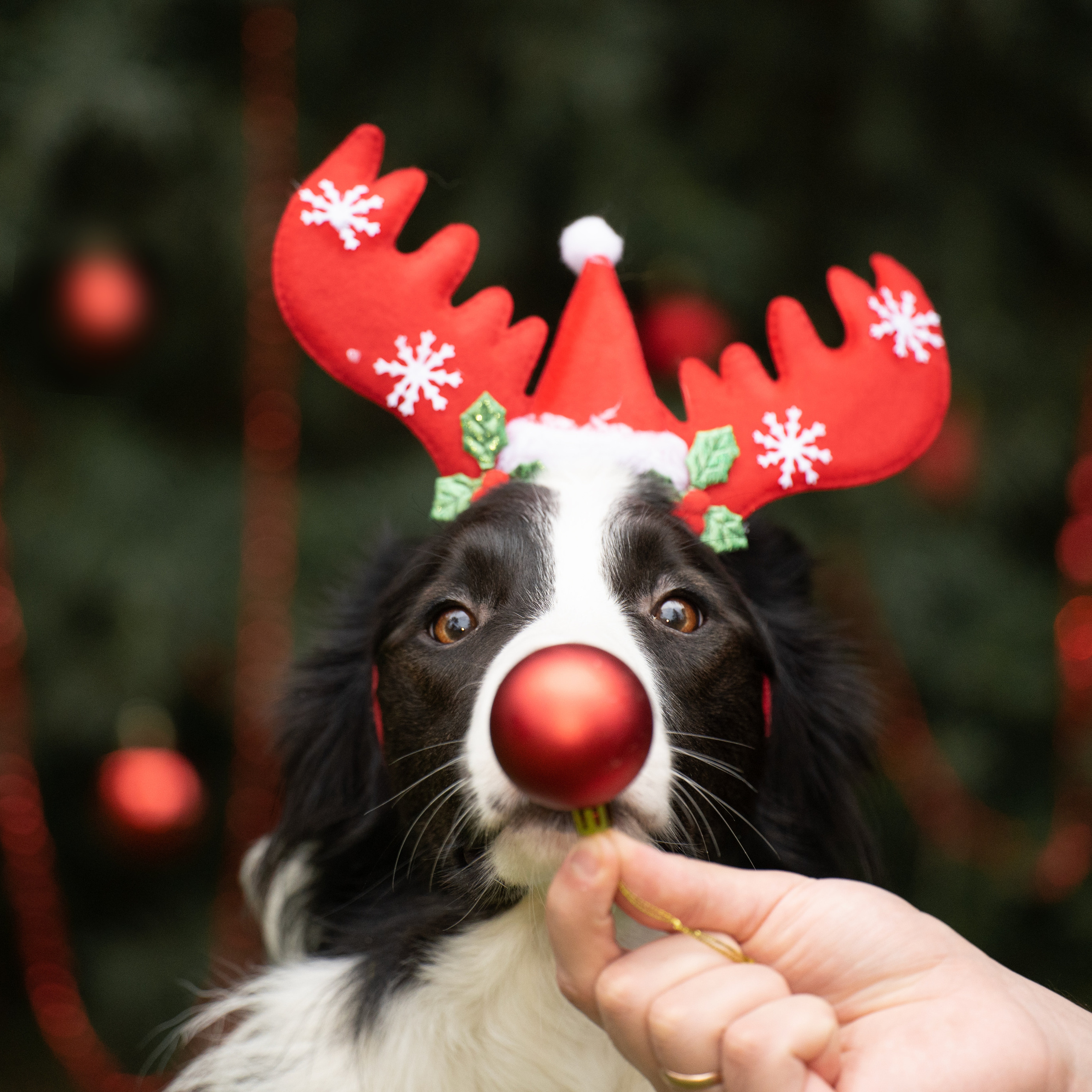 Новогодний Фиш