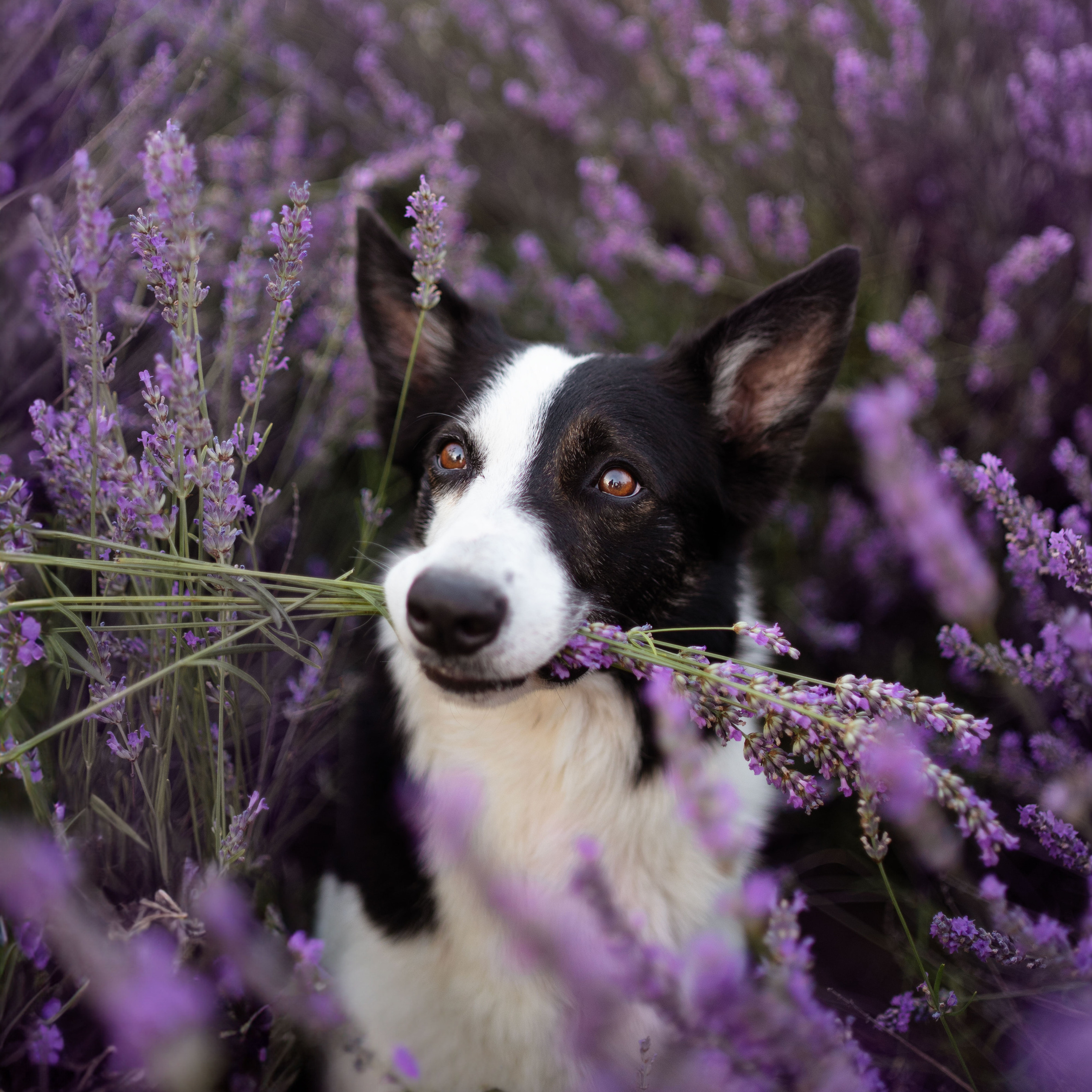 в&nbsp;лаванде