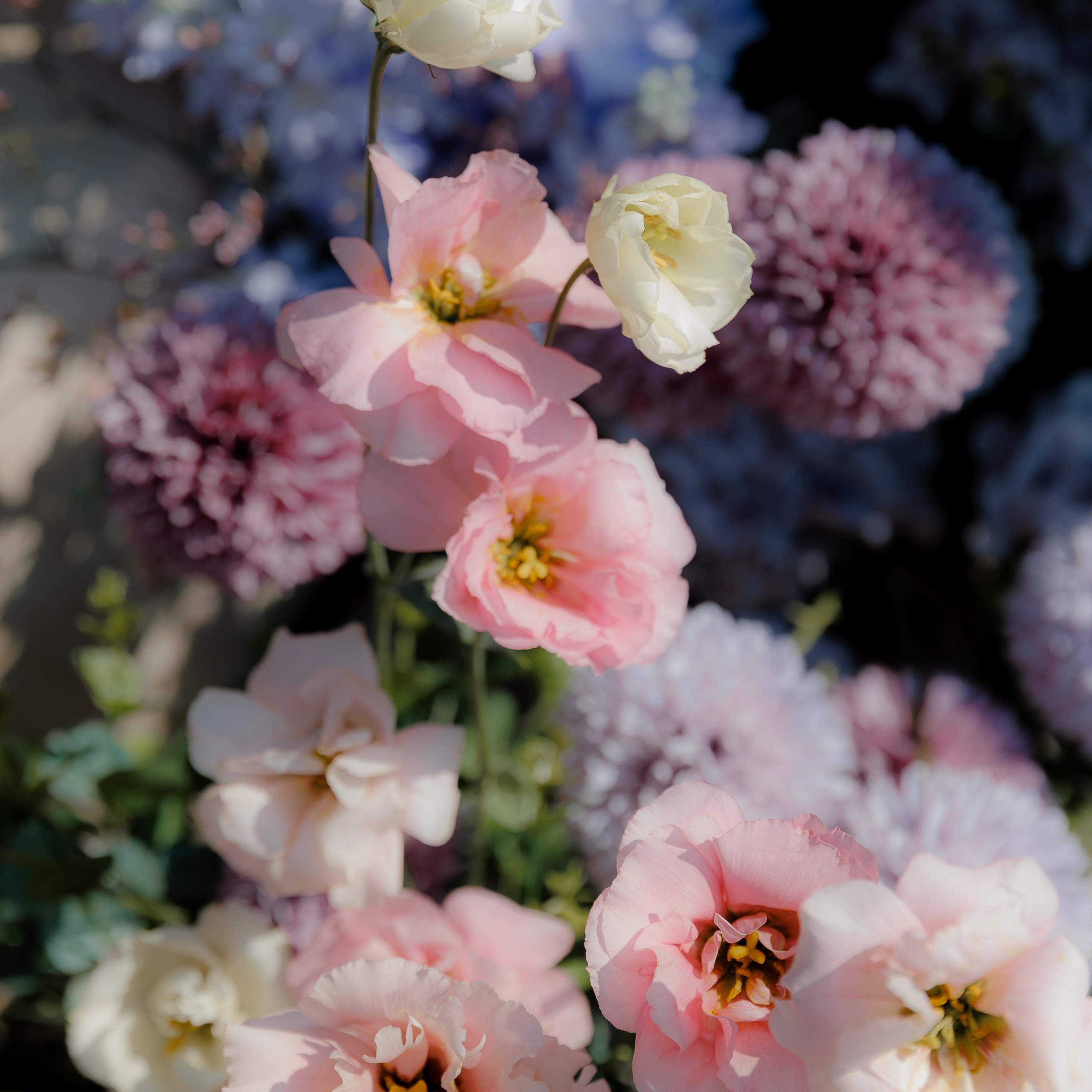 свадьба в Сенешаль