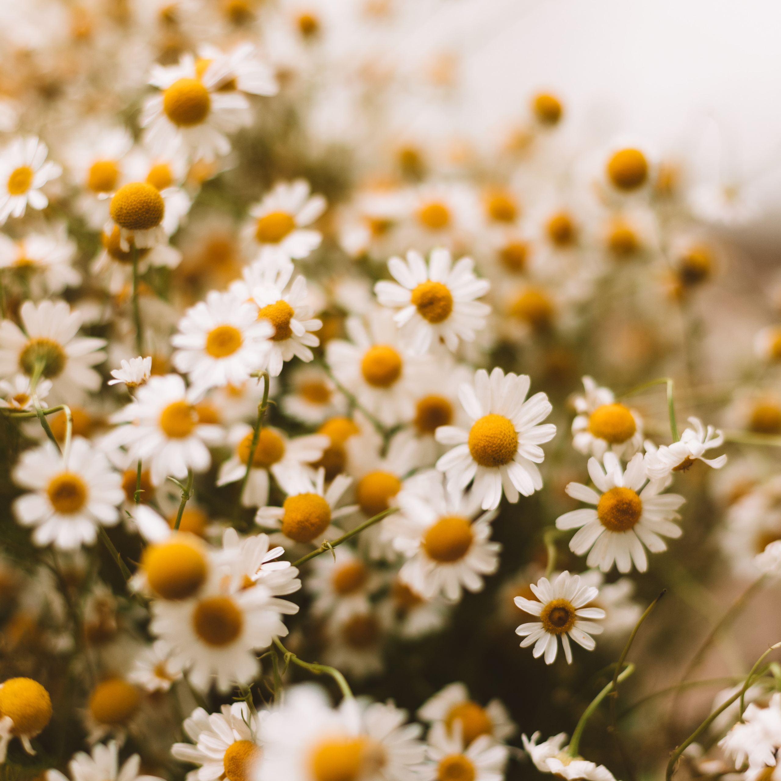 Елена. Фотограф в Волгограде и Москве Алина Галушкина