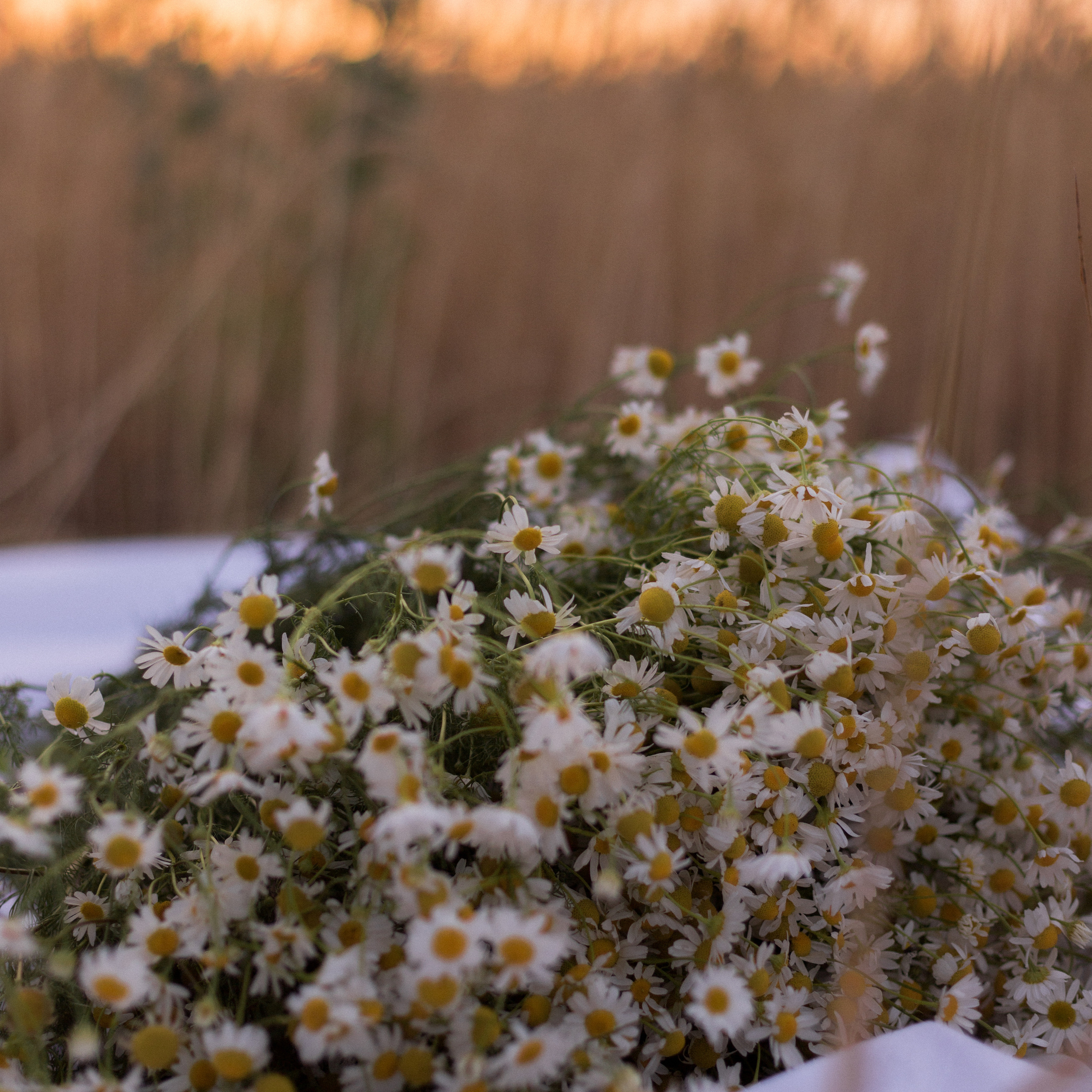 Дария. Фотограф в Волгограде и Москве Алина Галушкина
