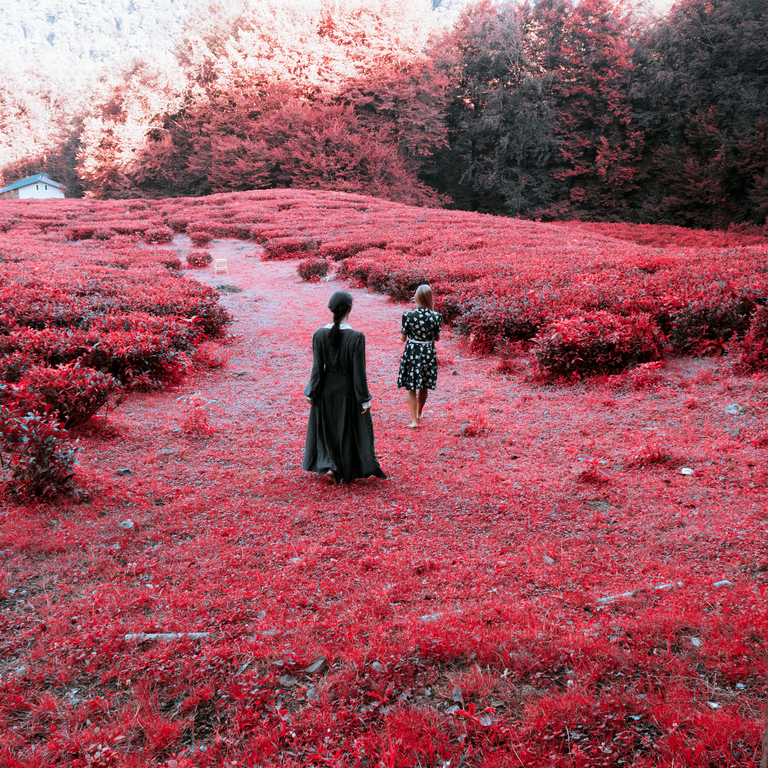 ЧАЙНЫЕ ФАНТАЗИИ