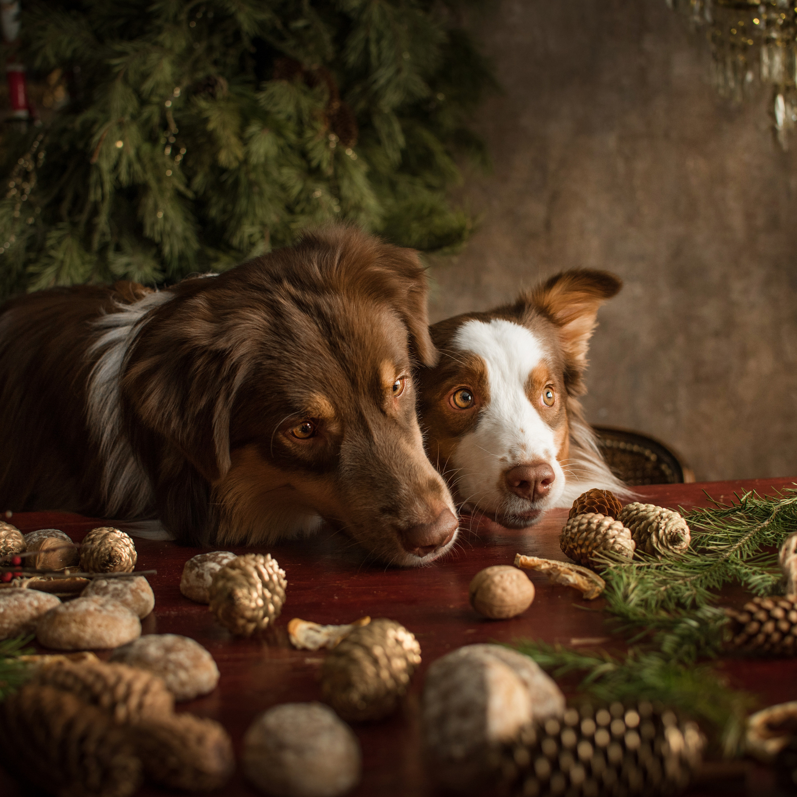 Отзывы. Фотограф-анималист в Екатеринбурге Марина Шишкина