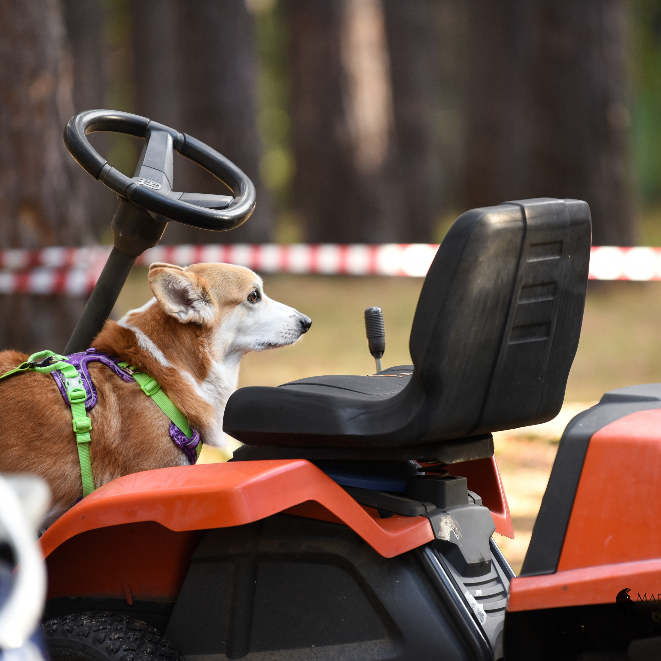 Отзывы. Фотограф-анималист в Екатеринбурге Марина Шишкина