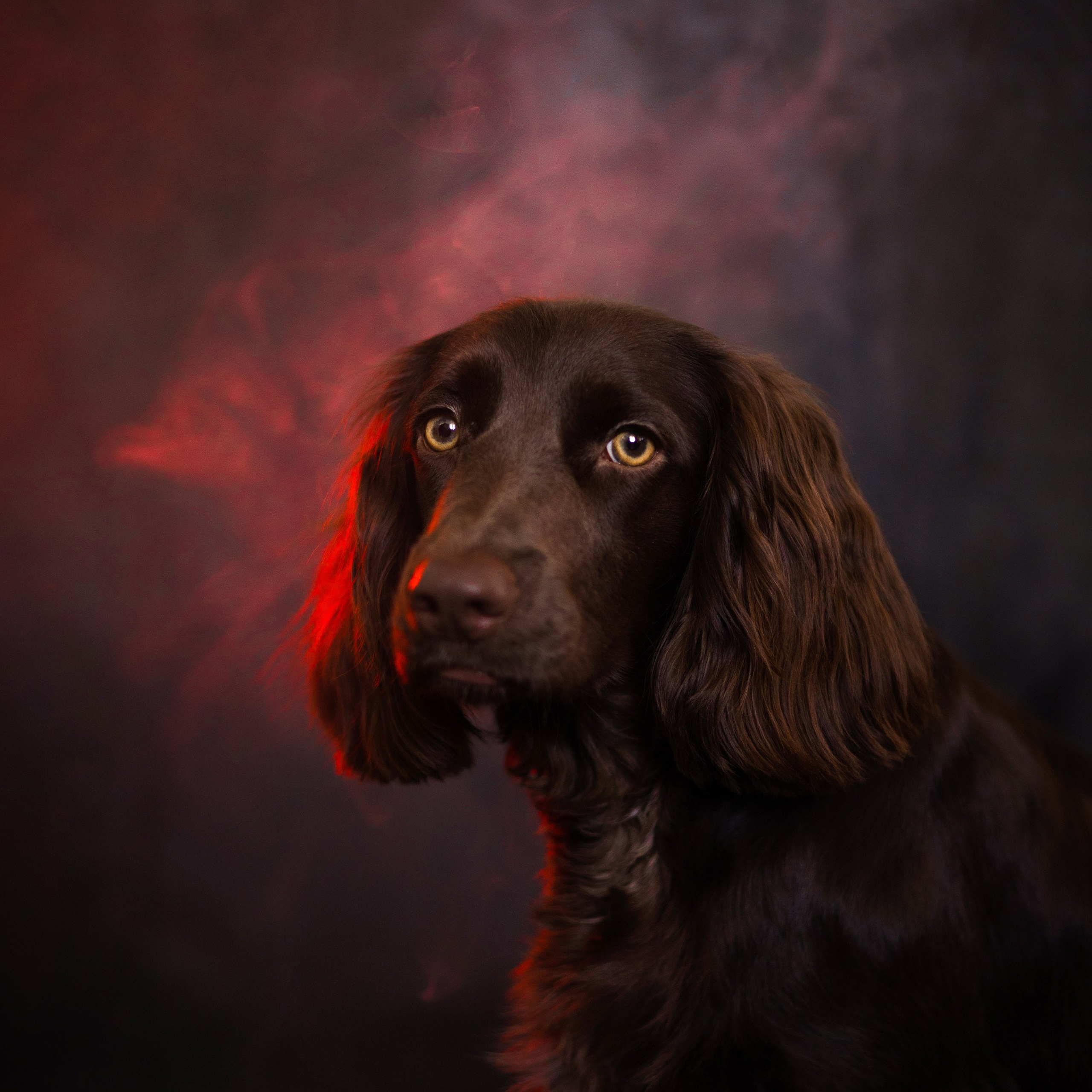 Отзывы. Фотограф-анималист в Екатеринбурге Марина Шишкина