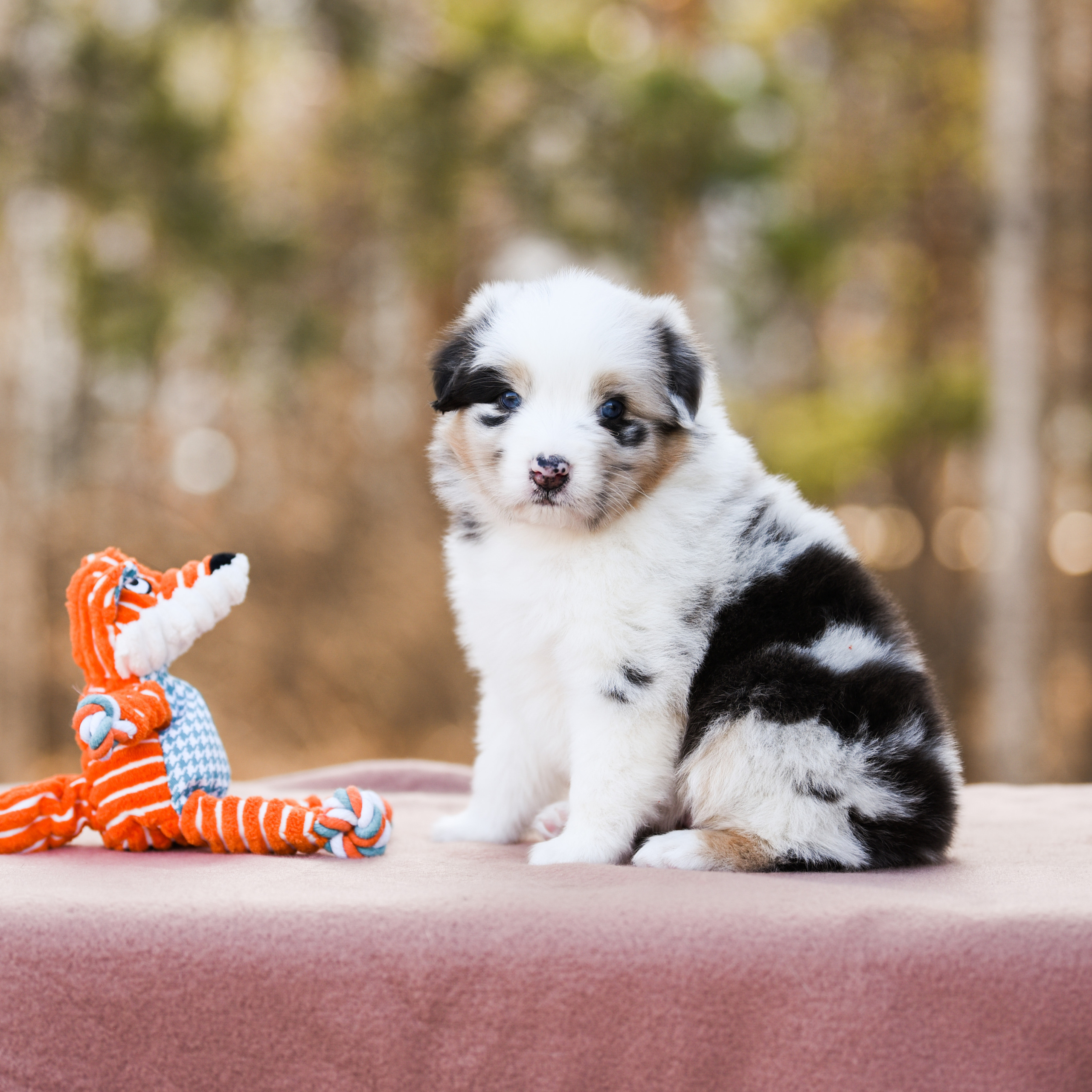 Отзывы. Фотограф-анималист в Екатеринбурге Марина Шишкина
