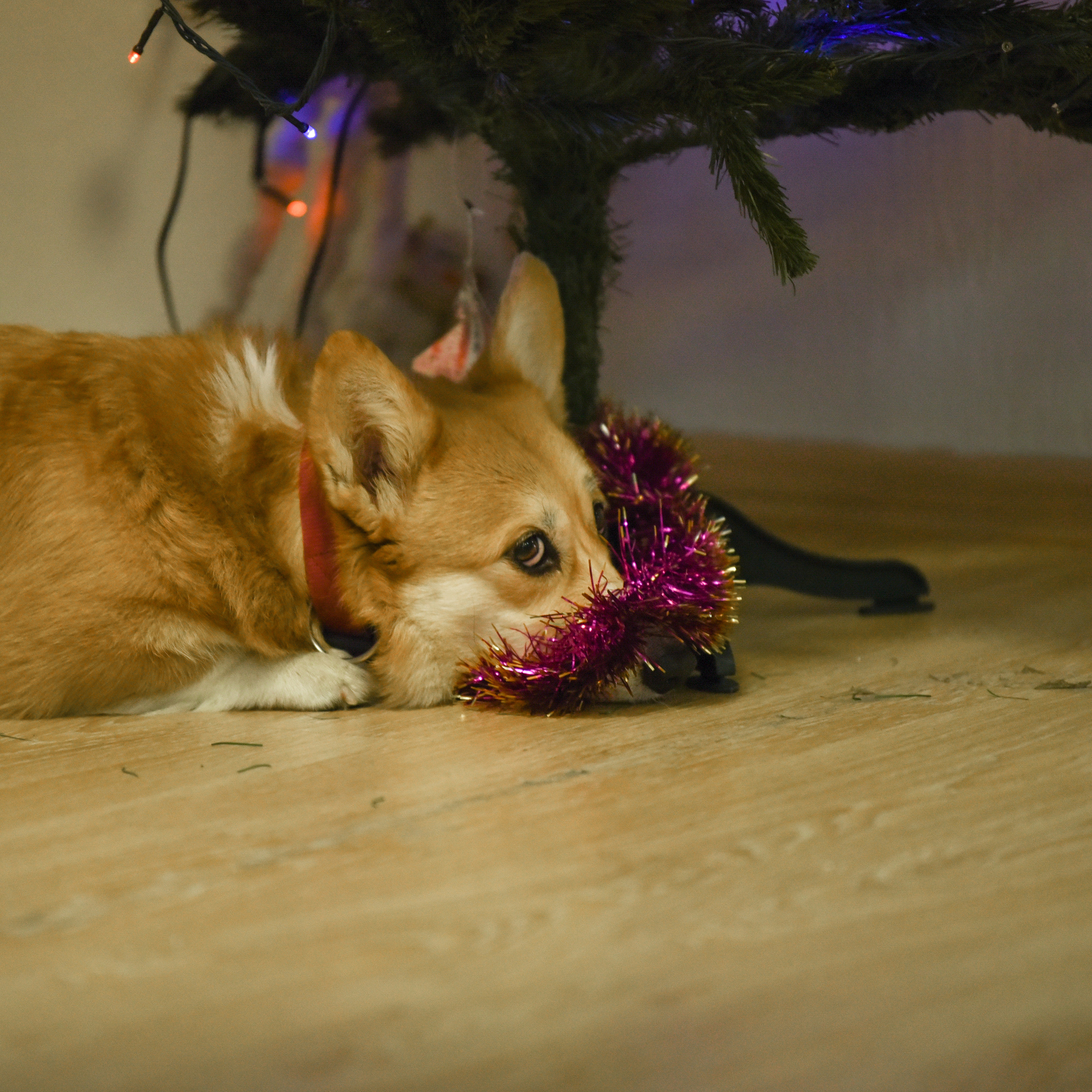 Отзывы. Фотограф-анималист в Екатеринбурге Марина Шишкина