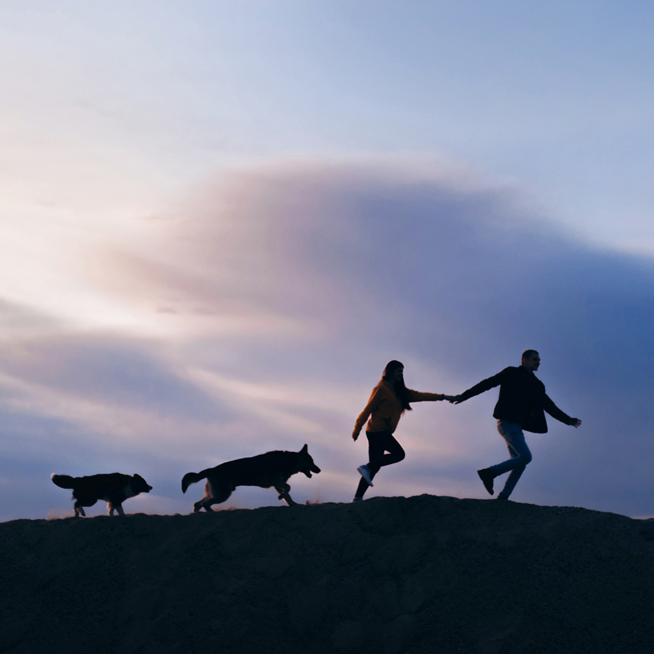 бордер-колли Юппи, овчар Тайфун, Наташа и Дима