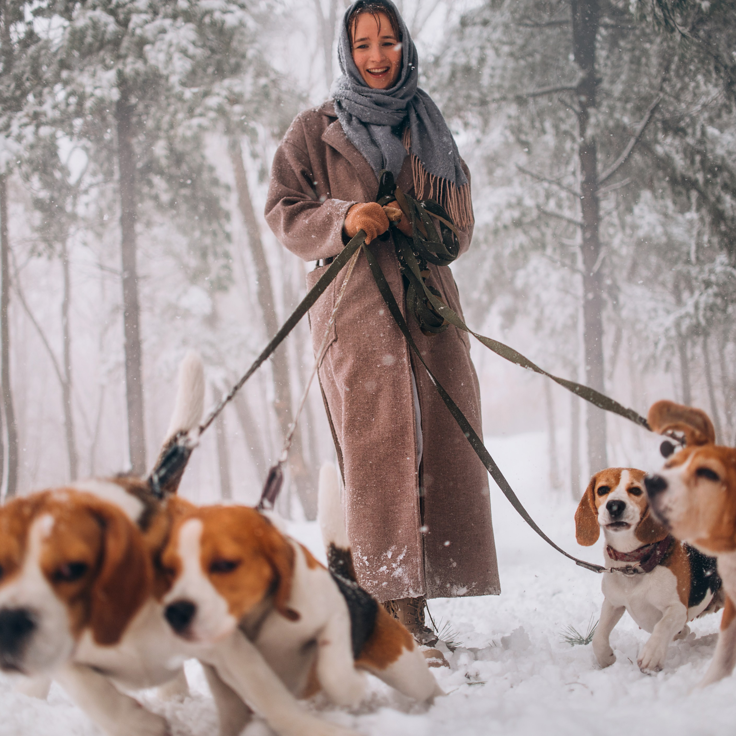 прогулка с собаками: бигли и Лена