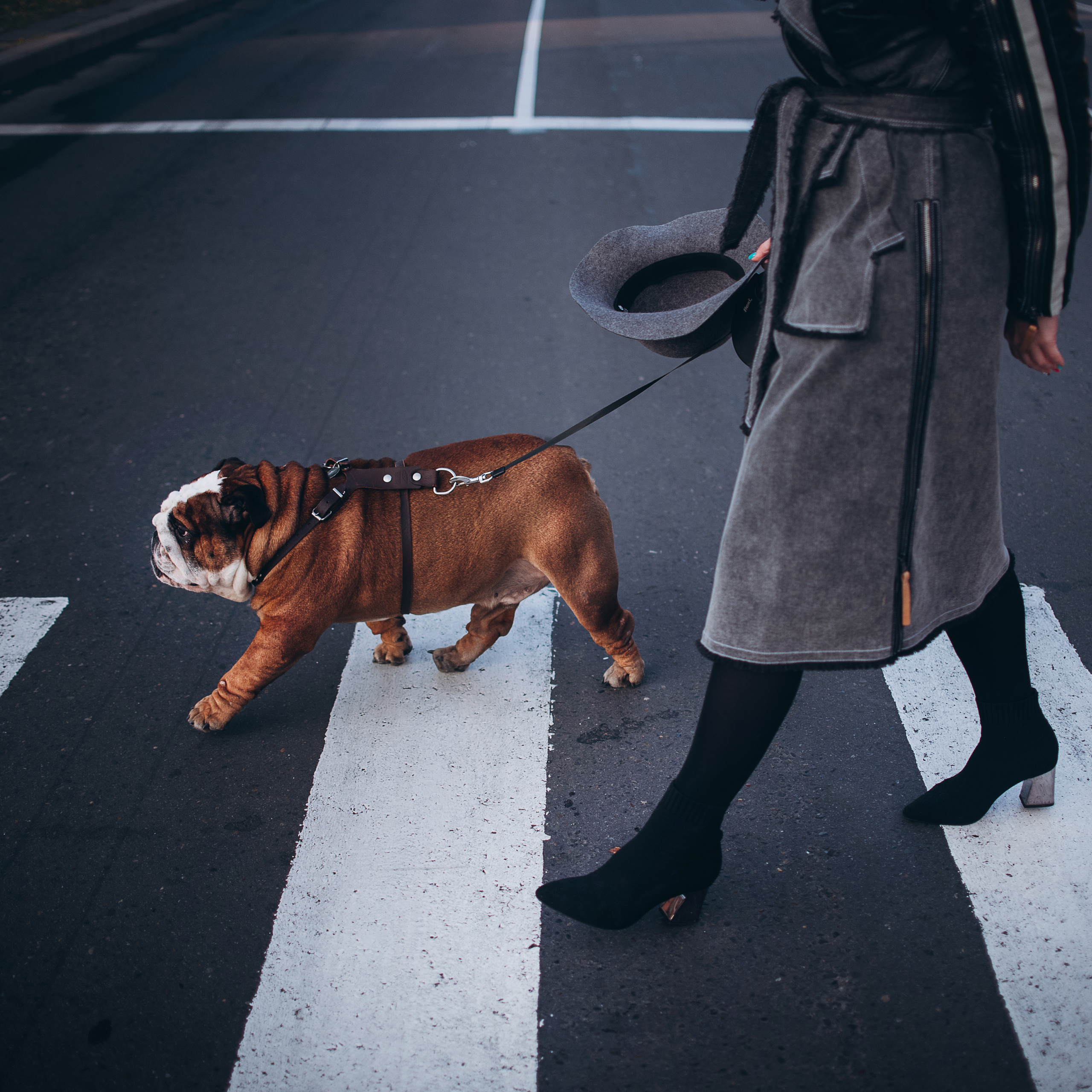 рассвет в городе: бульдог Роберт и Юля