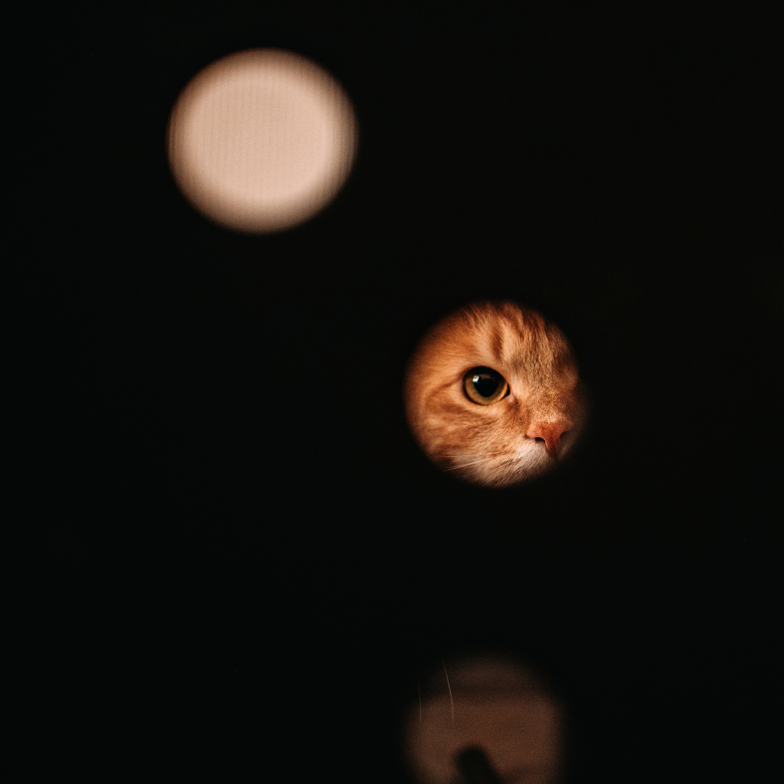 домашнее: кот Баттерз и Юля