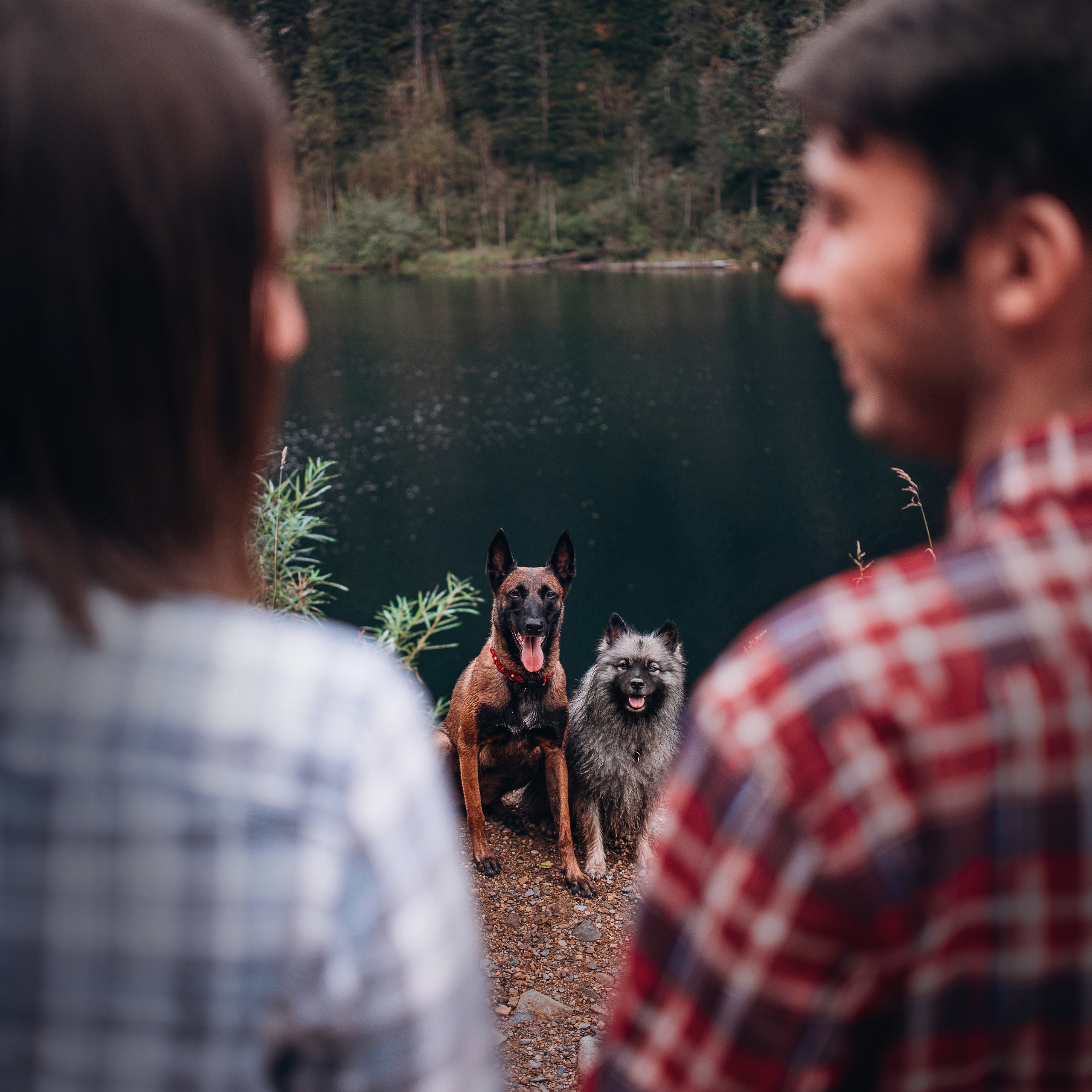 Амут: кеесхонд Верона, малинуа Бэрри, Юля и Леша