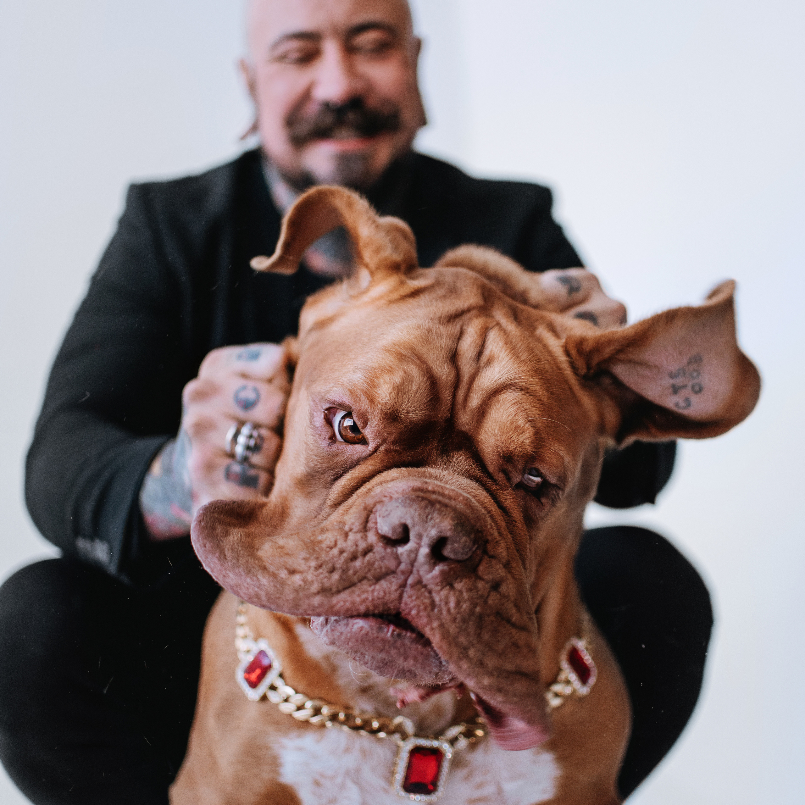 студия: бульдог Бургер, бордосский дог Саша и Денис с Таней